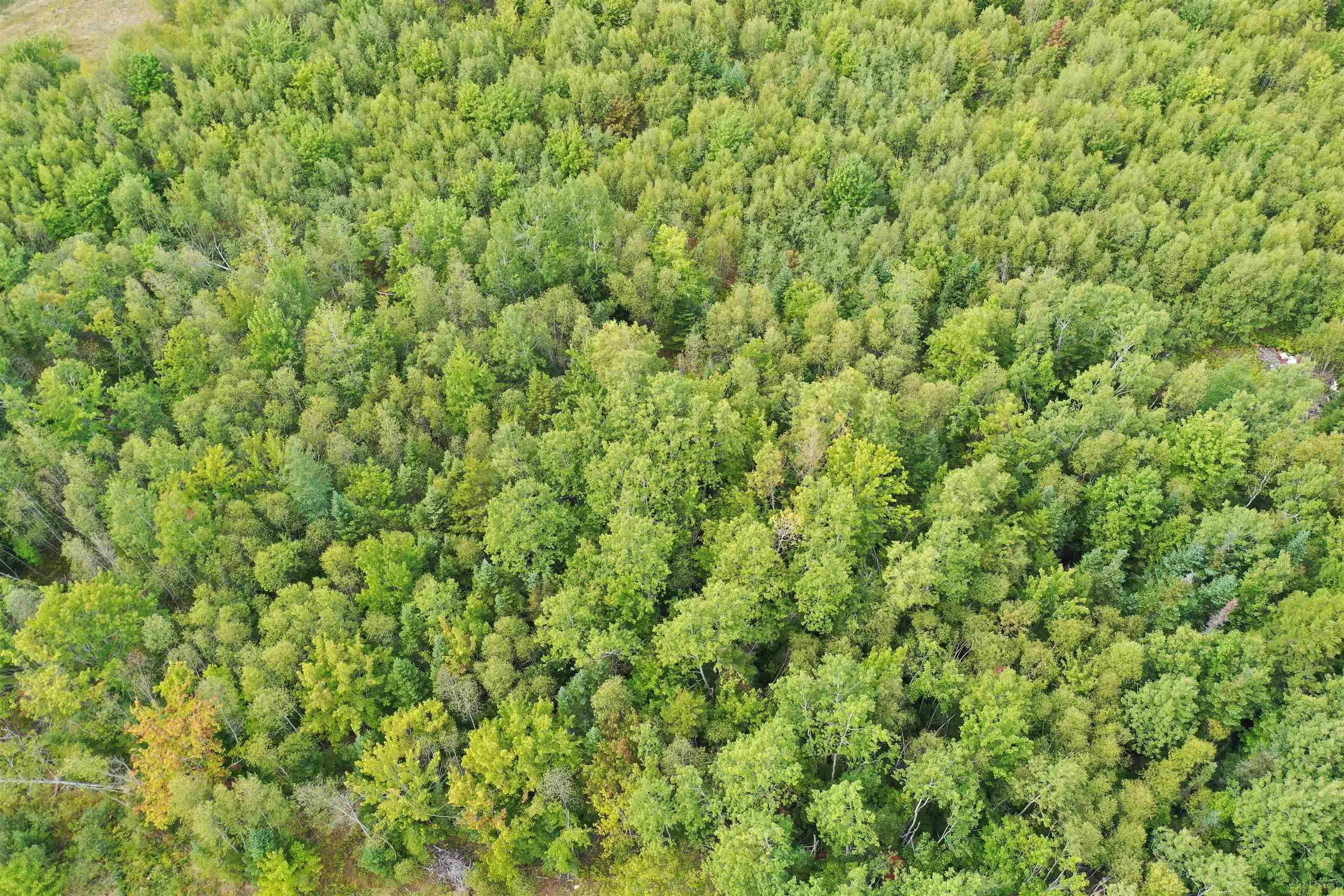 19 Acres Wallace Road, Hazel Glen, NS B0K 2A0, ,Land,For Sale,Wallace,202522846