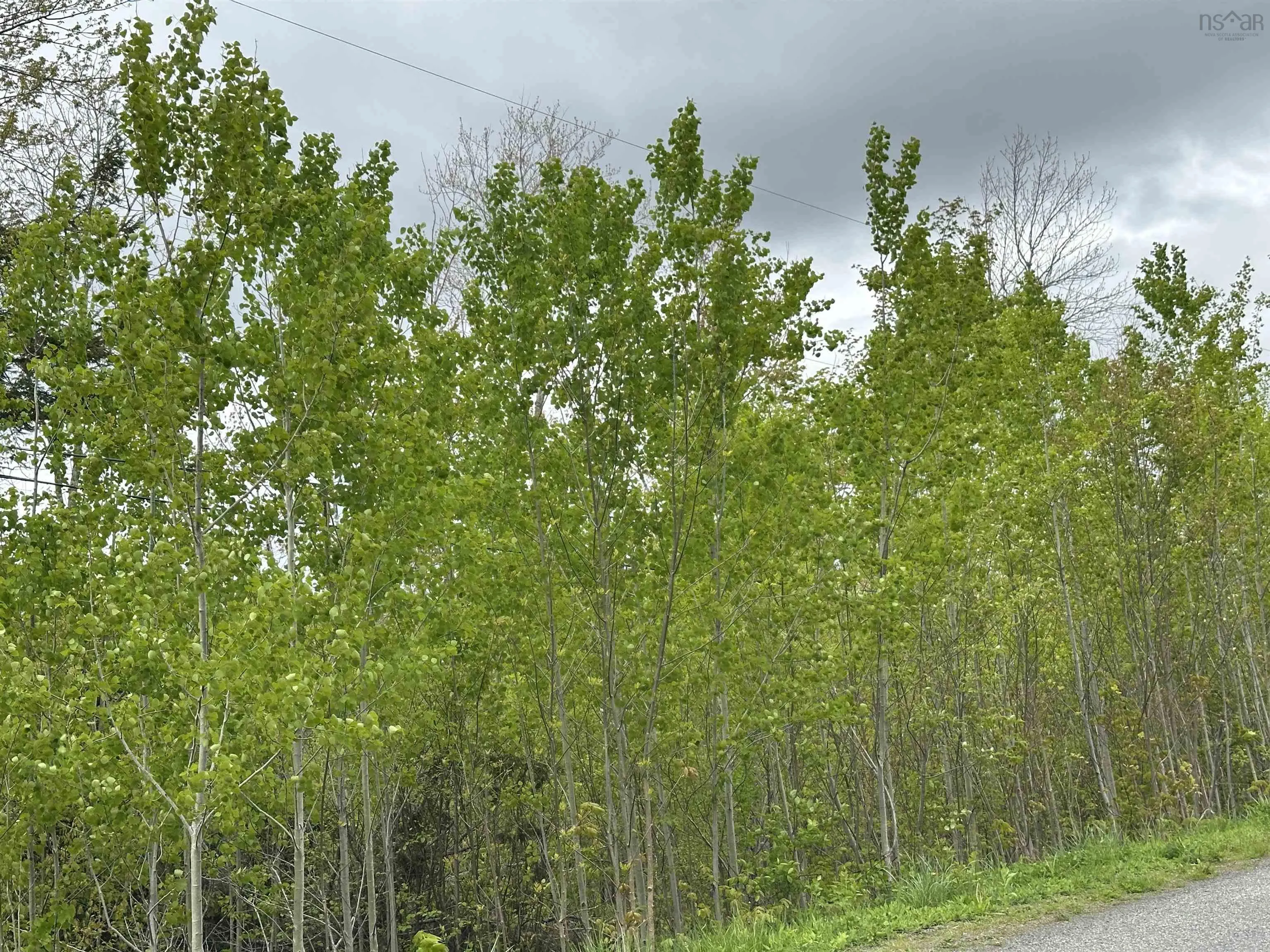 19 Acres Wallace Road, Hazel Glen, NS B0K 2A0, ,Land,For Sale,Wallace,202522846