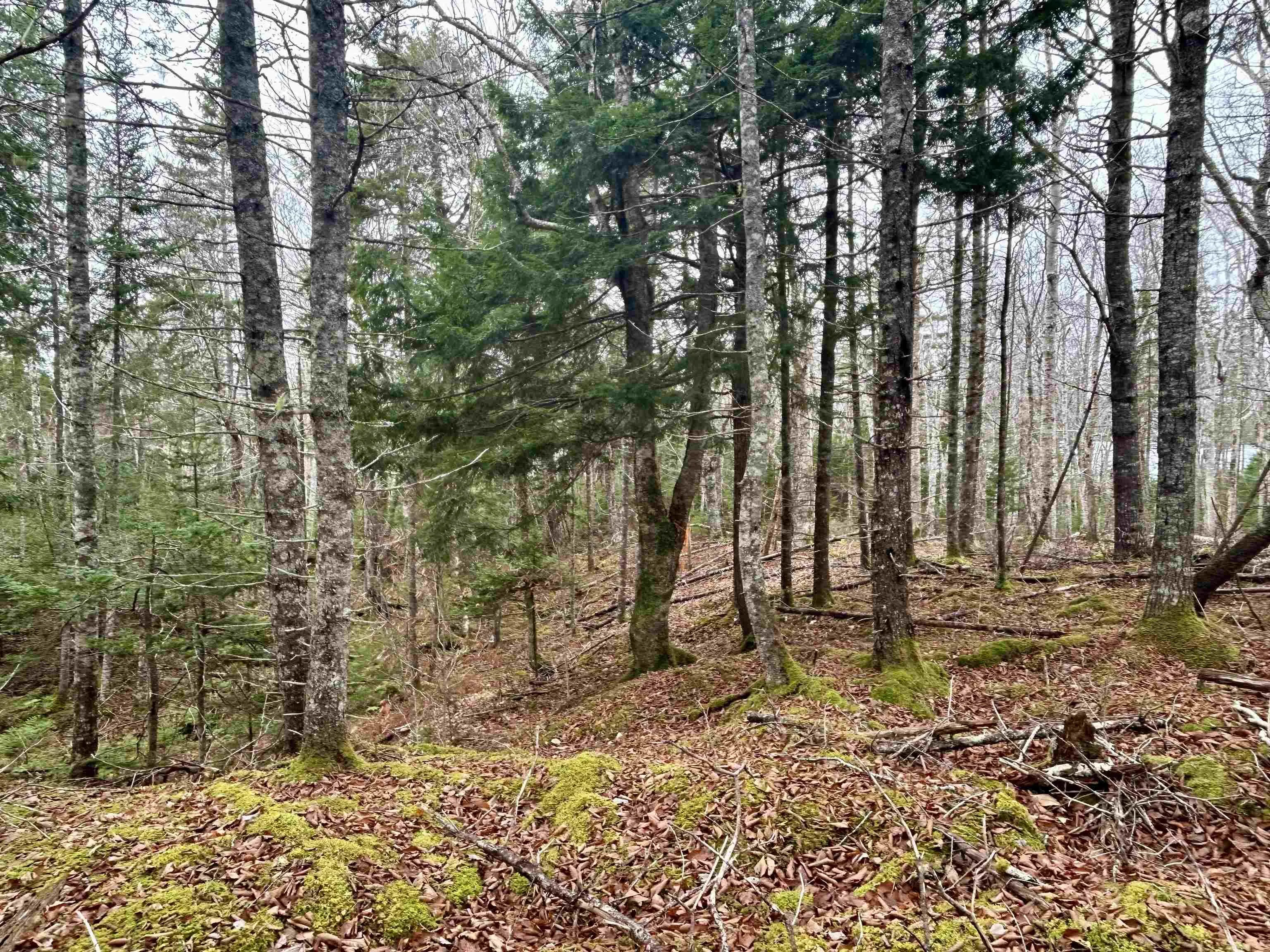 Lot 3ef Militia Point Road, Militia Point Ns B0e 2y0, ,Land,For Sale,Militia Point,202427337