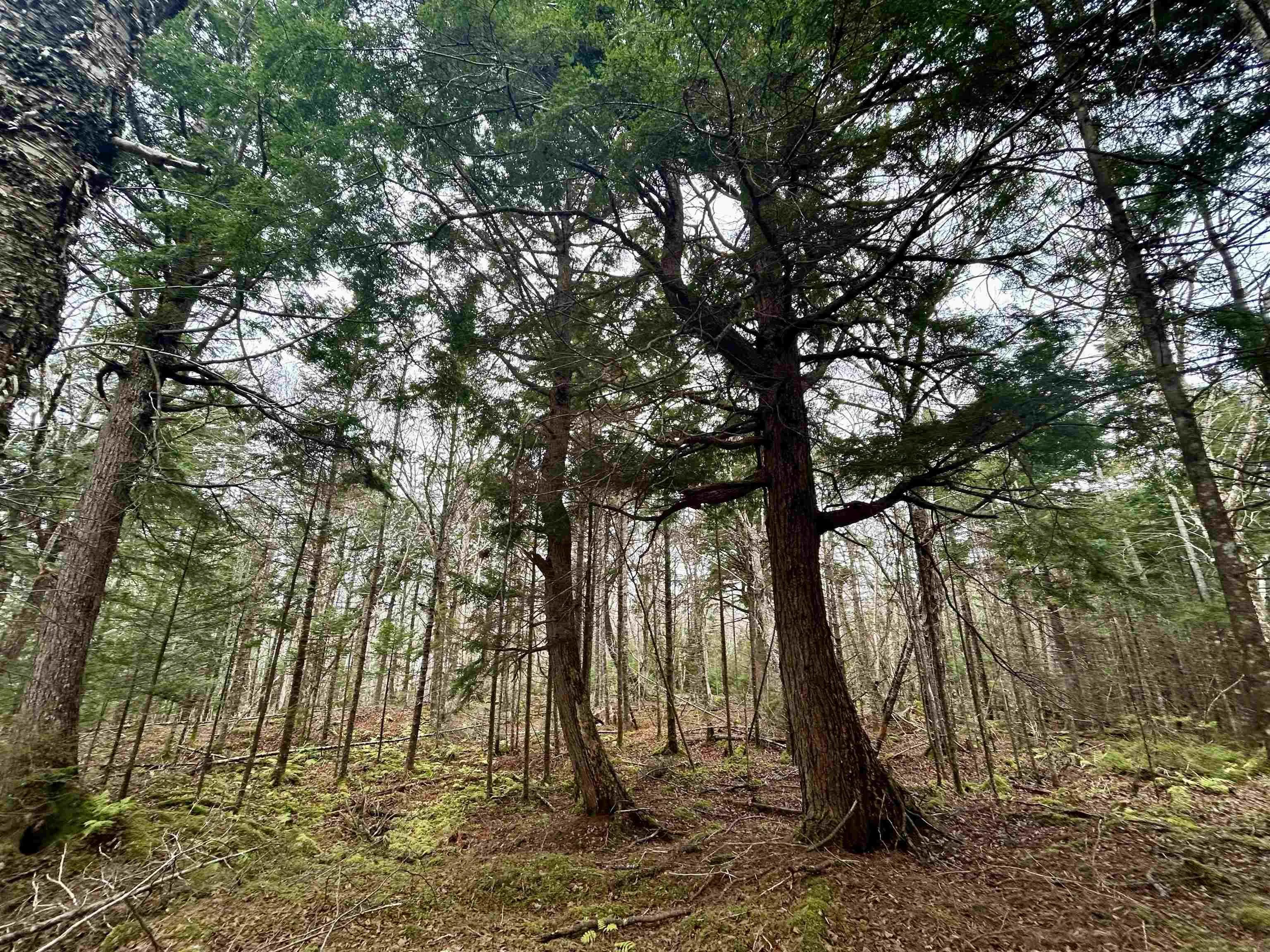 Lot 3ef Militia Point Road, Militia Point Ns B0e 2y0, ,Land,For Sale,Militia Point,202427337