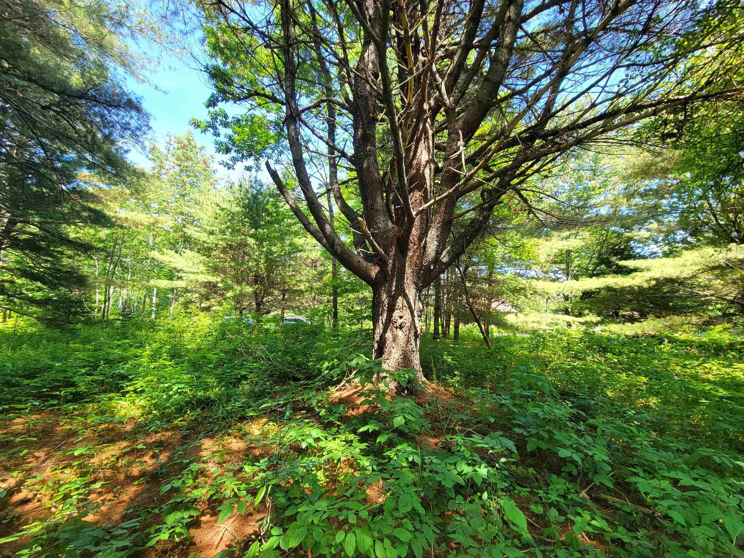 Lot 7 Wilkie Cove Road, Middle Lahave, NS B4V 2Z2, ,Land,For Sale,Wilkie Cove,202521892