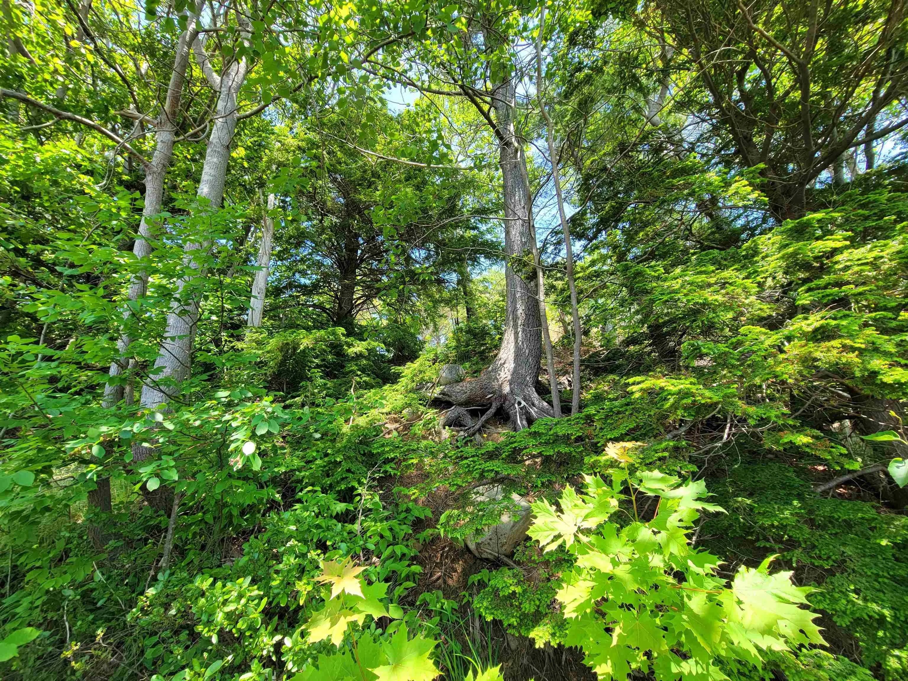 Lot 7 Wilkie Cove Road, Middle Lahave, NS B4V 2Z2, ,Land,For Sale,Wilkie Cove,202521892
