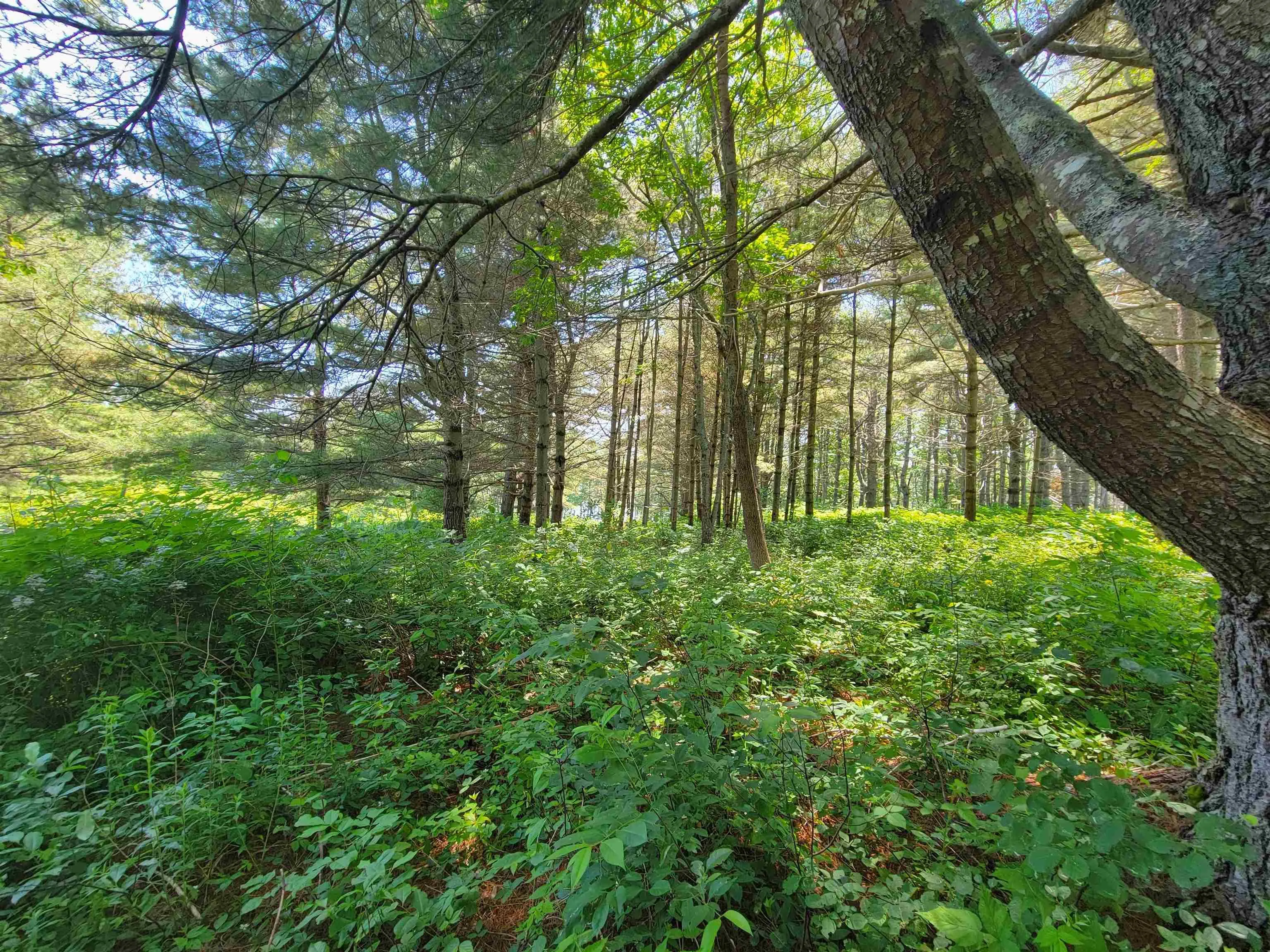 Lot 7 Wilkie Cove Road, Middle Lahave, NS B4V 2Z2, ,Land,For Sale,Wilkie Cove,202521892