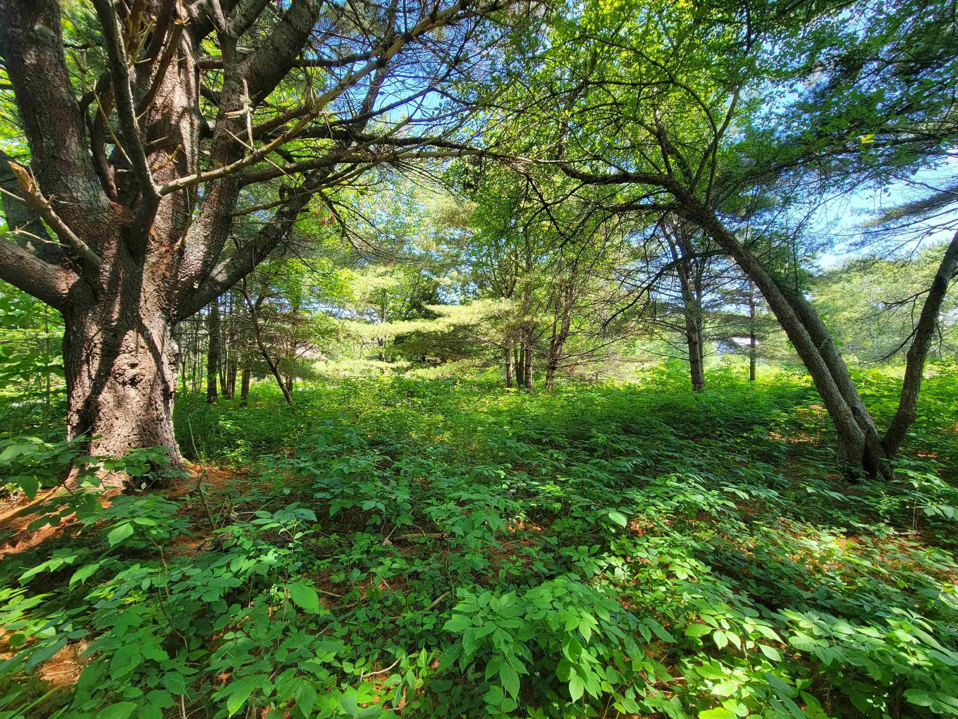 Lot 7 Wilkie Cove Road, Middle Lahave, NS B4V 2Z2, ,Land,For Sale,Wilkie Cove,202521892