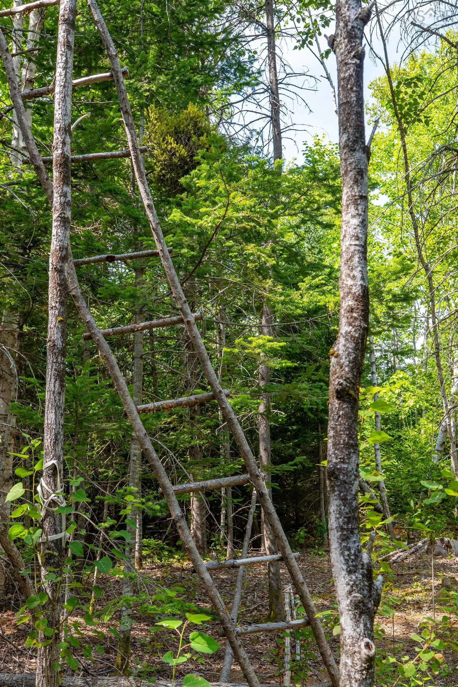 Lot Musquodoboit Road, Sheet Harbour, NS B0J 3B0, ,Land,For Sale,Musquodoboit,202520444