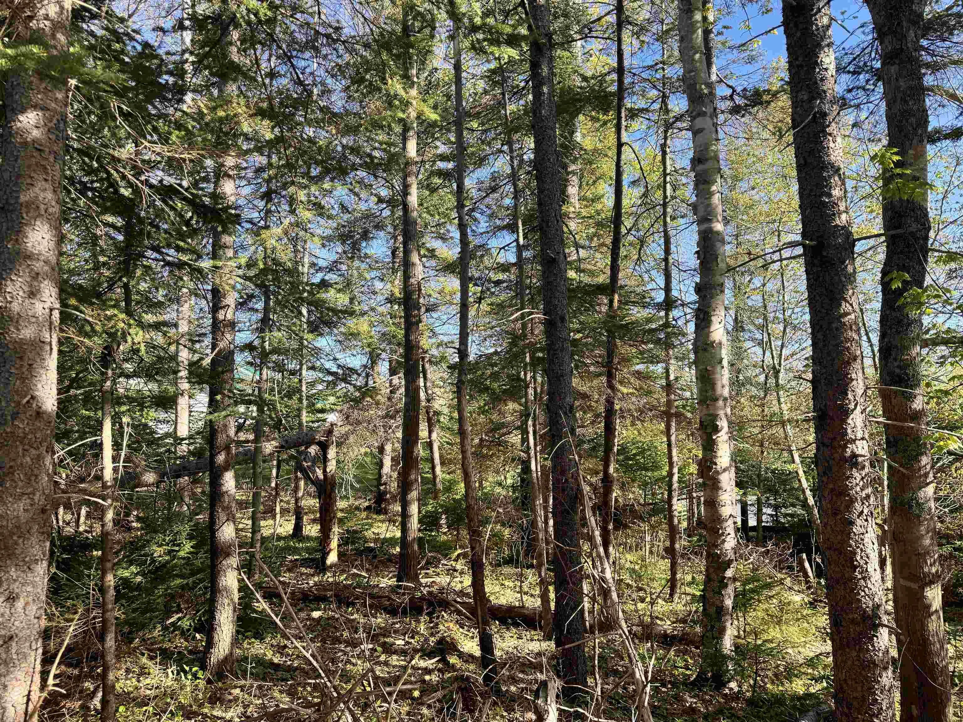 24-2 Forest Drive Extension, Pictou, NS B0K 1H0, ,Land,For Sale,Forest Drive,202512060