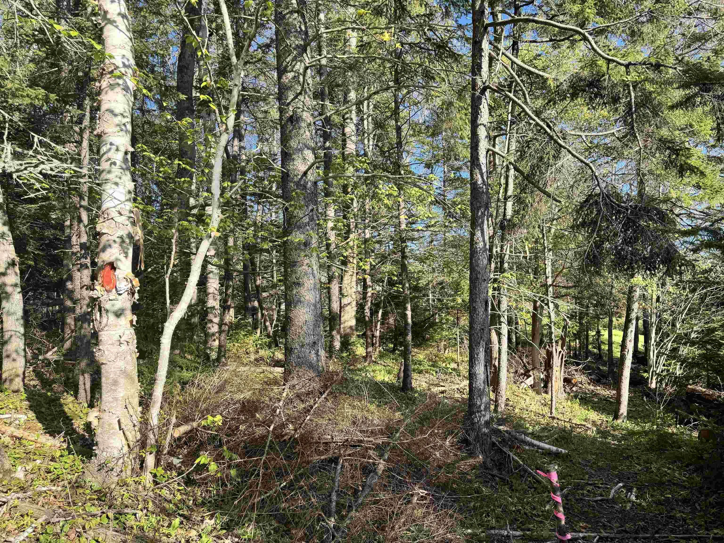 24-2 Forest Drive Extension, Pictou, NS B0K 1H0, ,Land,For Sale,Forest Drive,202512060