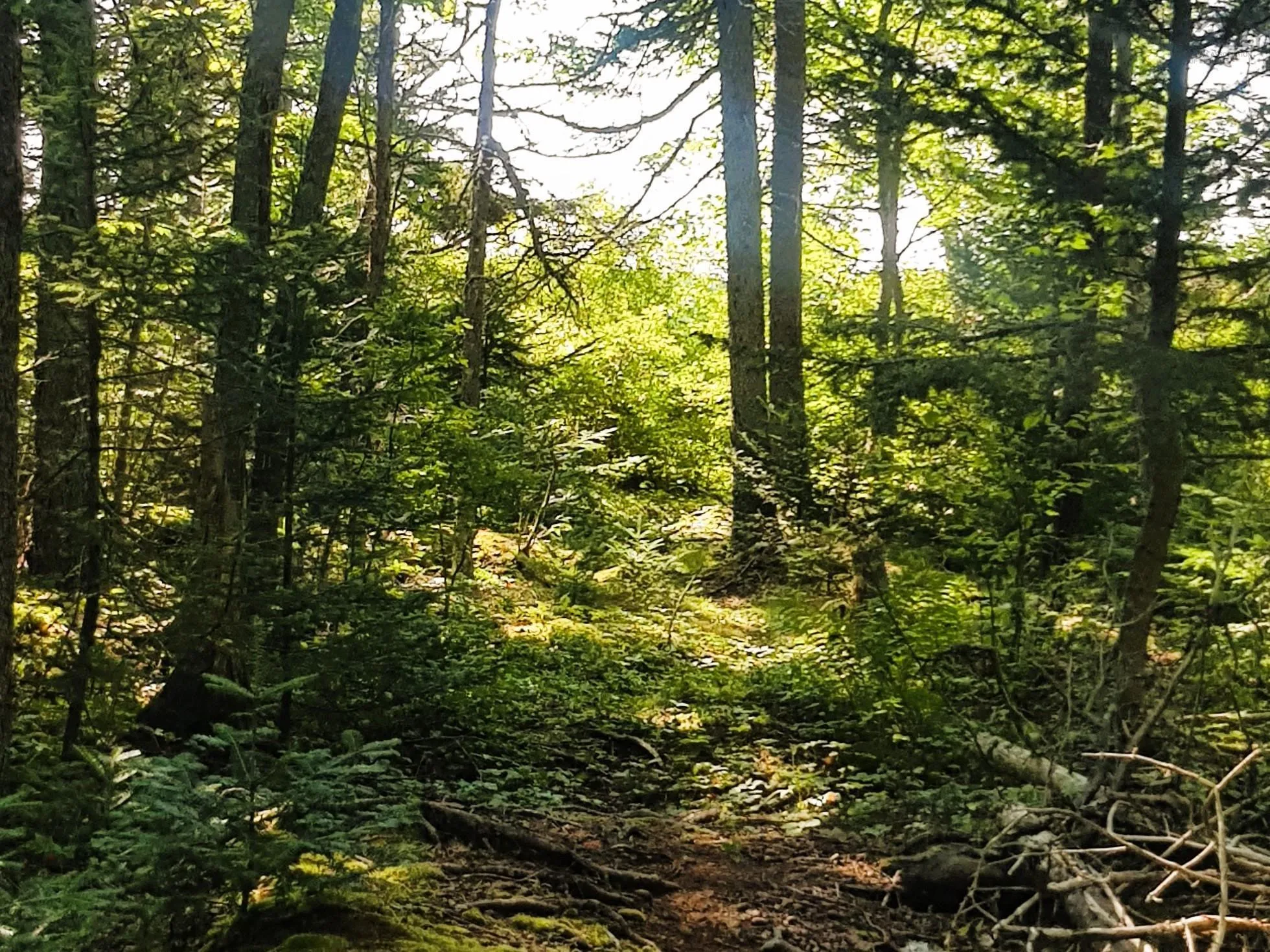 Lot Middle Road, Fort Lawrence, NS B4H 3Y5, 1 Bedroom Bedrooms, ,Residential,For Sale,Middle,202522400