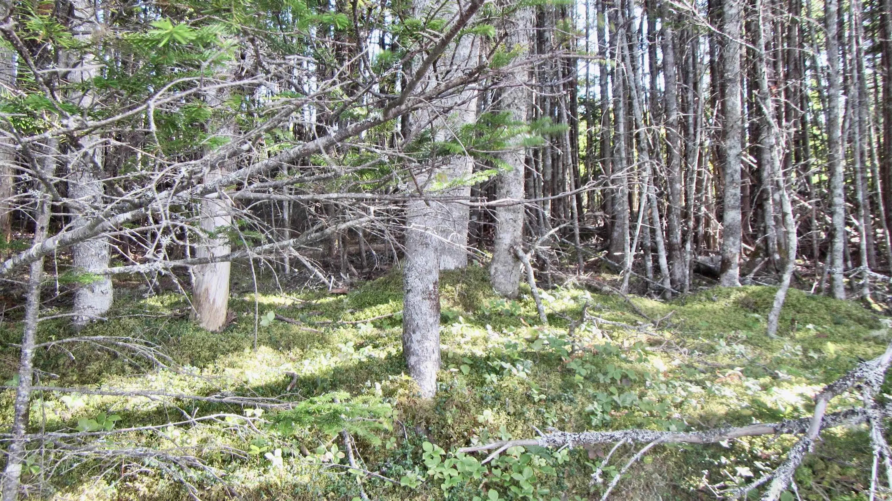 98 Pig Point Road, Framboise Ns B2j 0a1, ,Land,For Sale,Pig Point,202423503