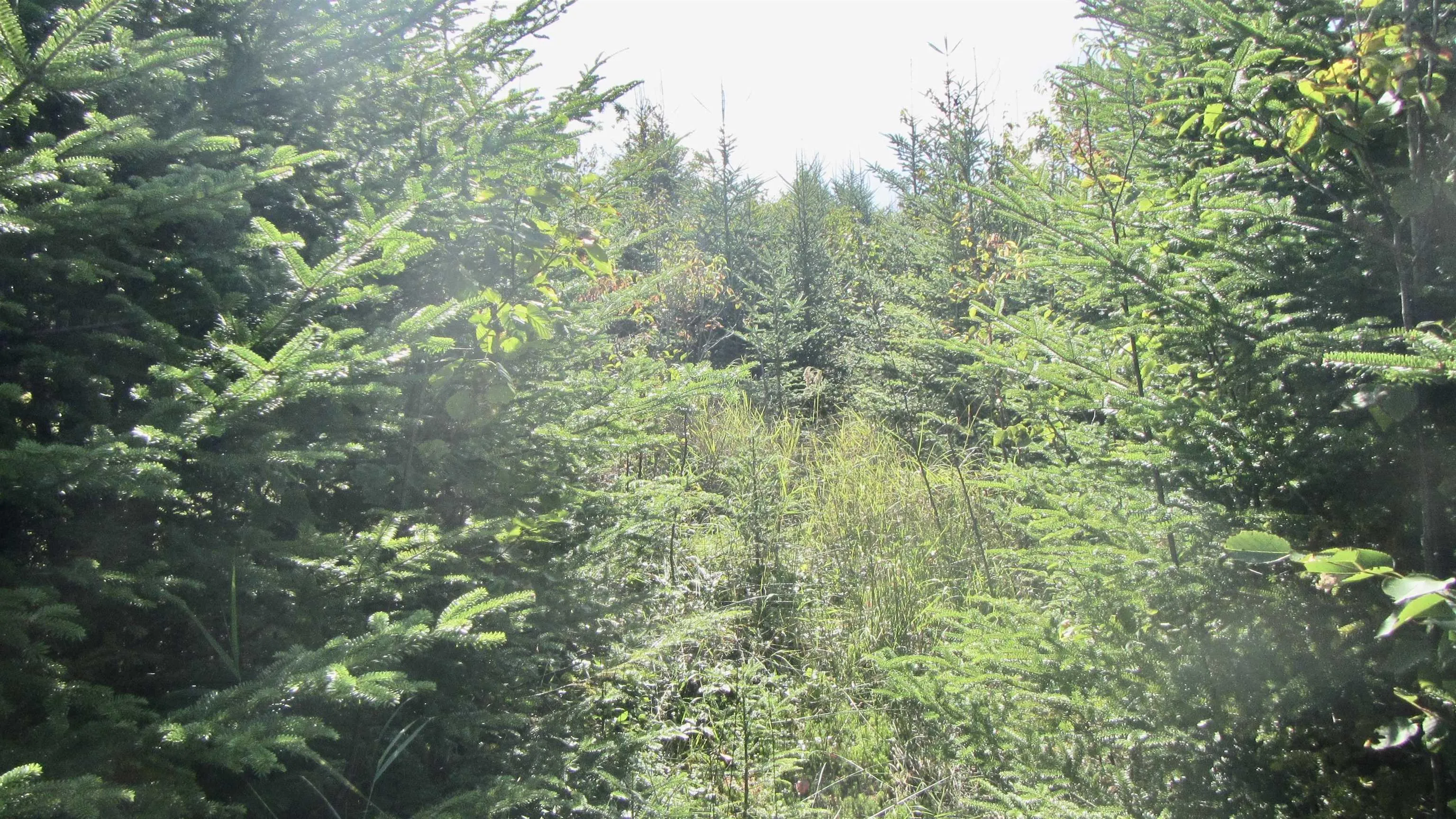 98 Pig Point Road, Framboise Ns B2j 0a1, ,Land,For Sale,Pig Point,202423503