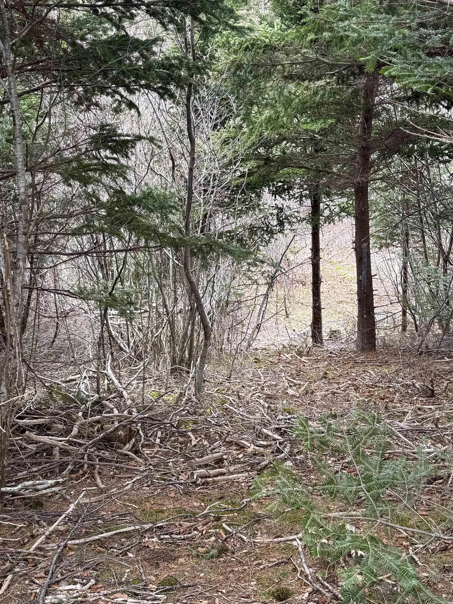 0 Highway 16, Peas Brook Ns B0h 1n0, ,Land,For Sale,Highway 16,202408550