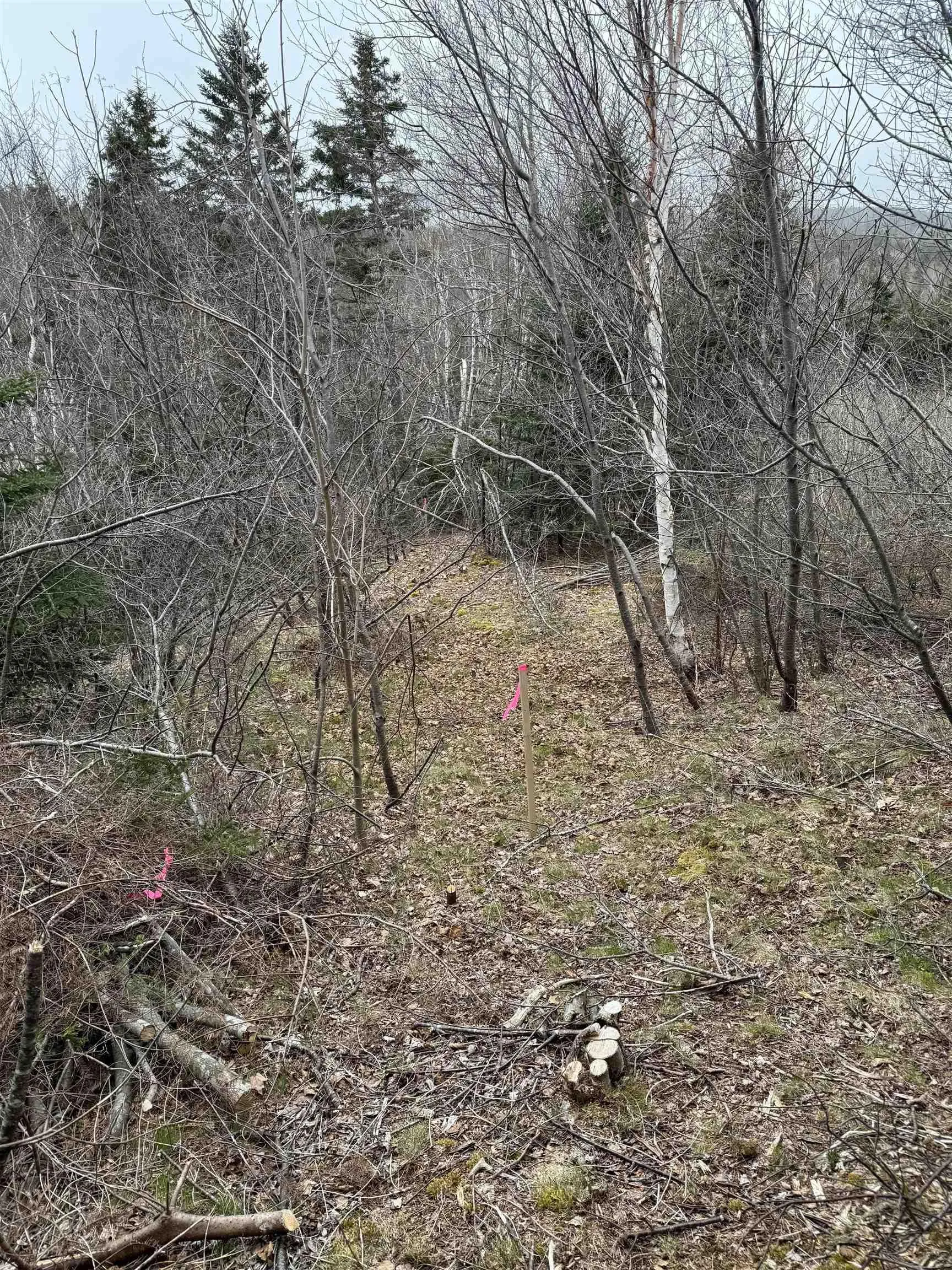 0 Highway 16, Peas Brook Ns B0h 1n0, ,Land,For Sale,Highway 16,202408550