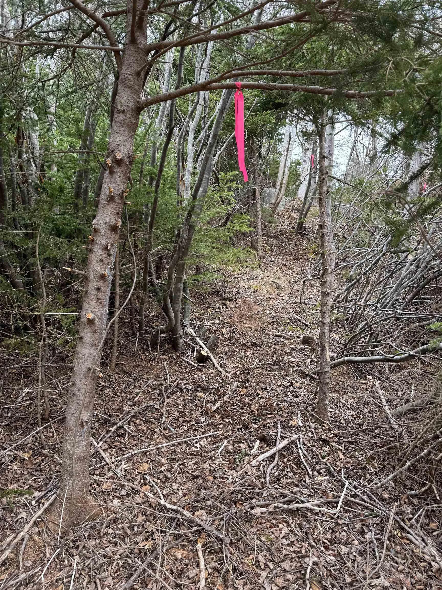 0 Highway 16, Peas Brook Ns B0h 1n0, ,Land,For Sale,Highway 16,202408550