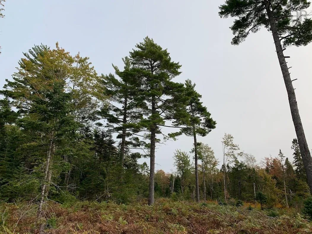 Pleasant River Preserve Lot 5, Pleasant River Ns B0t 1x0, ,Land,For Sale,Pleasant River Preserve,202418576