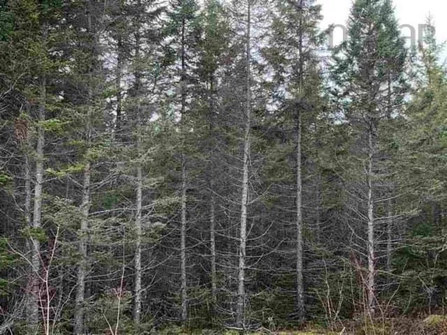 16308 Hwy 316, Country Harbour Mines Ns B0h 1j0, ,Land,For Sale,Hwy 316,202500527