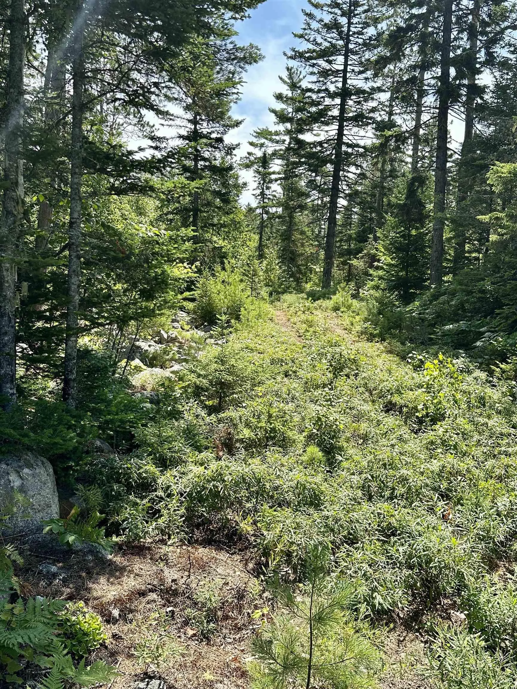 Dynasty Court Lot 32, Sherwood Ns B0j 1j0, ,Land,For Sale,Dynasty,202509834