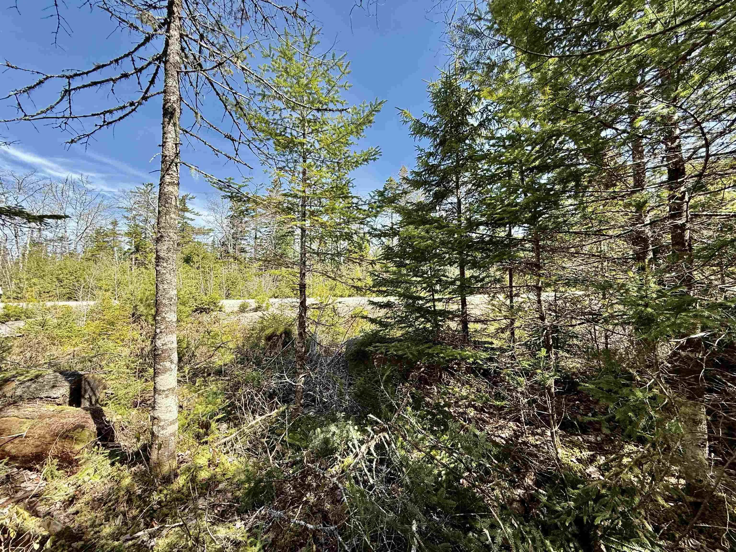 Dynasty Court Lot 32, Sherwood Ns B0j 1j0, ,Land,For Sale,Dynasty,202509834