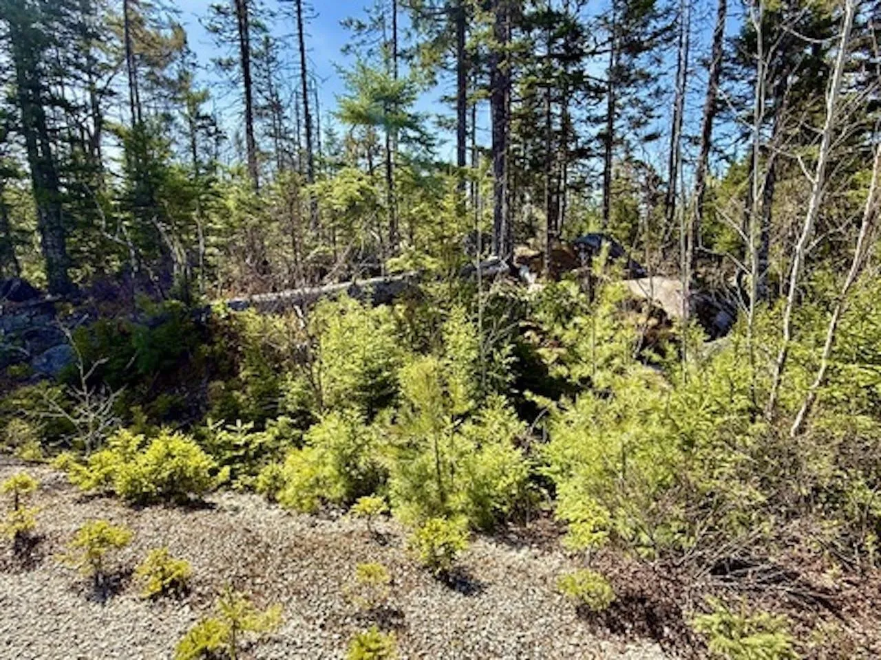 Dynasty Court Lot 32, Sherwood Ns B0j 1j0, ,Land,For Sale,Dynasty,202509834