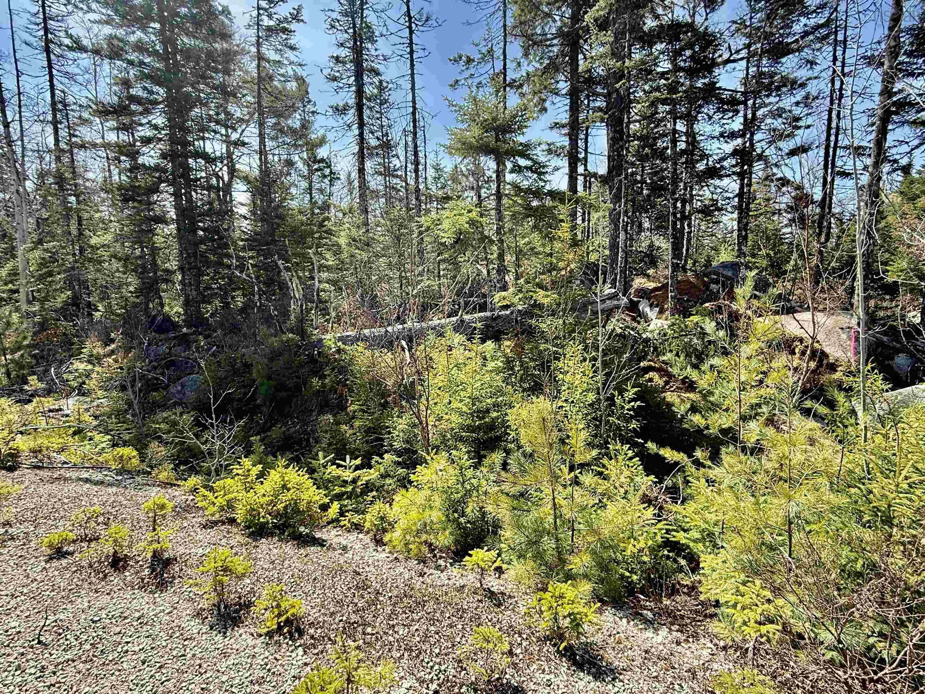 Dynasty Court Lot 32, Sherwood Ns B0j 1j0, ,Land,For Sale,Dynasty,202509834
