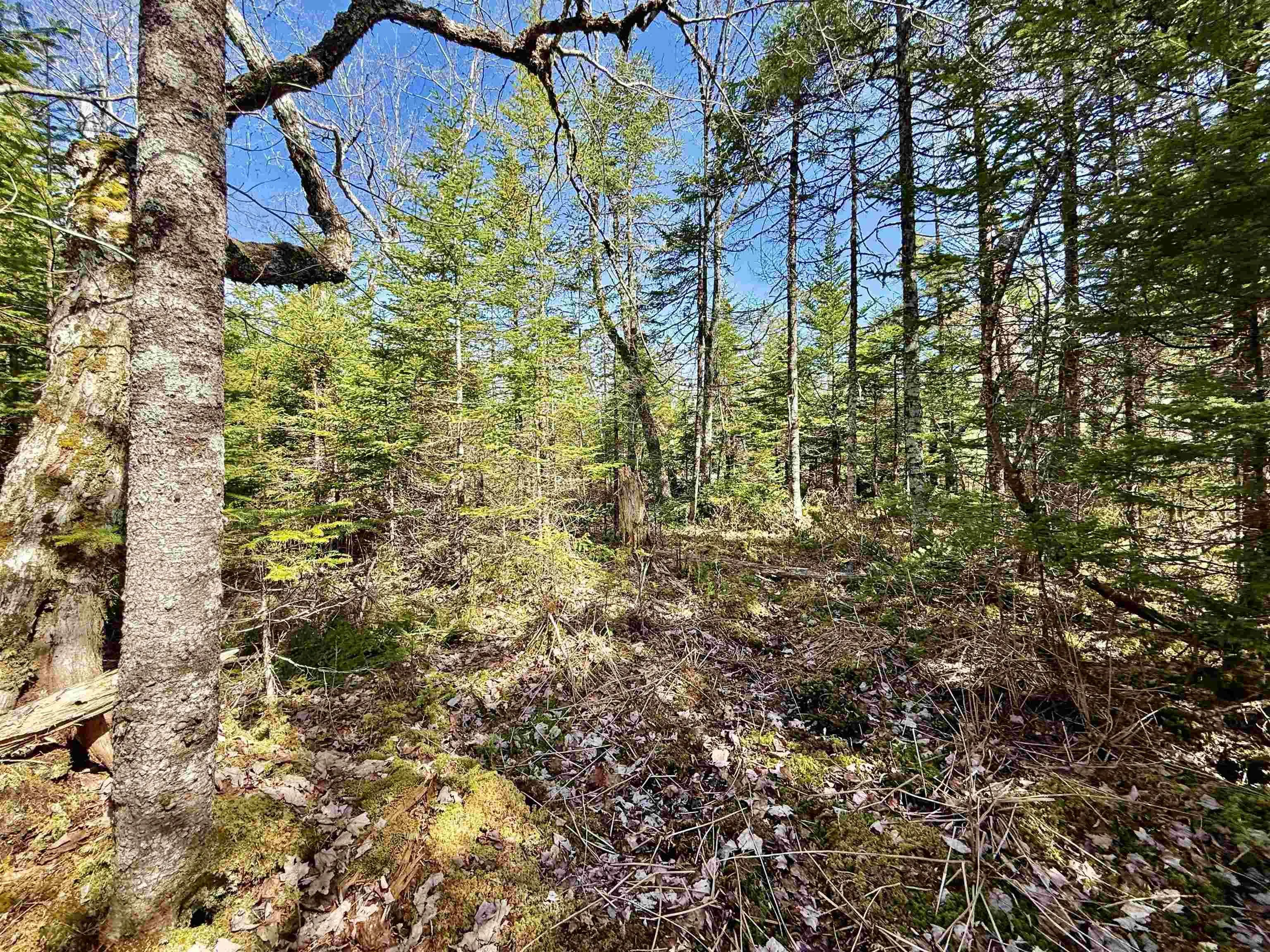 Dynasty Court Lot 32, Sherwood Ns B0j 1j0, ,Land,For Sale,Dynasty,202509834