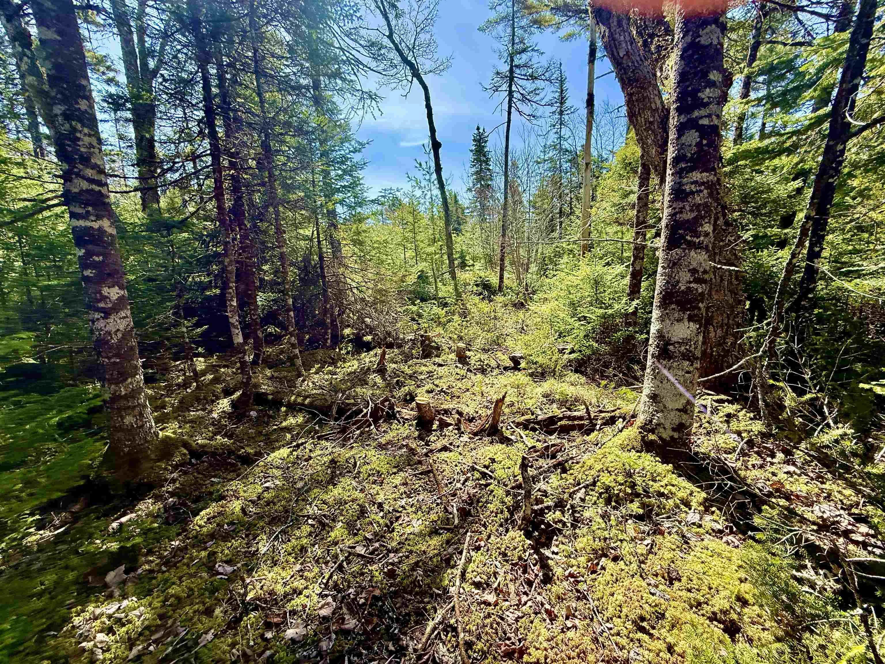Dynasty Court Lot 32, Sherwood Ns B0j 1j0, ,Land,For Sale,Dynasty,202509834