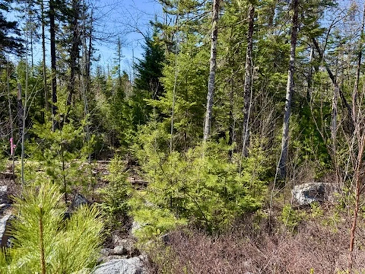 Dynasty Court Lot 32, Sherwood Ns B0j 1j0, ,Land,For Sale,Dynasty,202509834