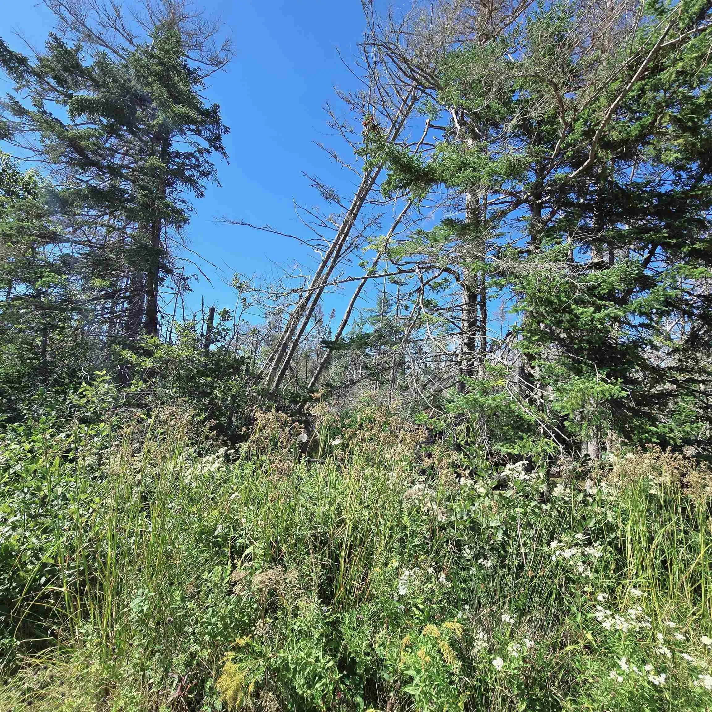 0 Brickyard Road, Albert Bridge, NS B1K 2T7, ,Land,For Sale,Brickyard,202522191