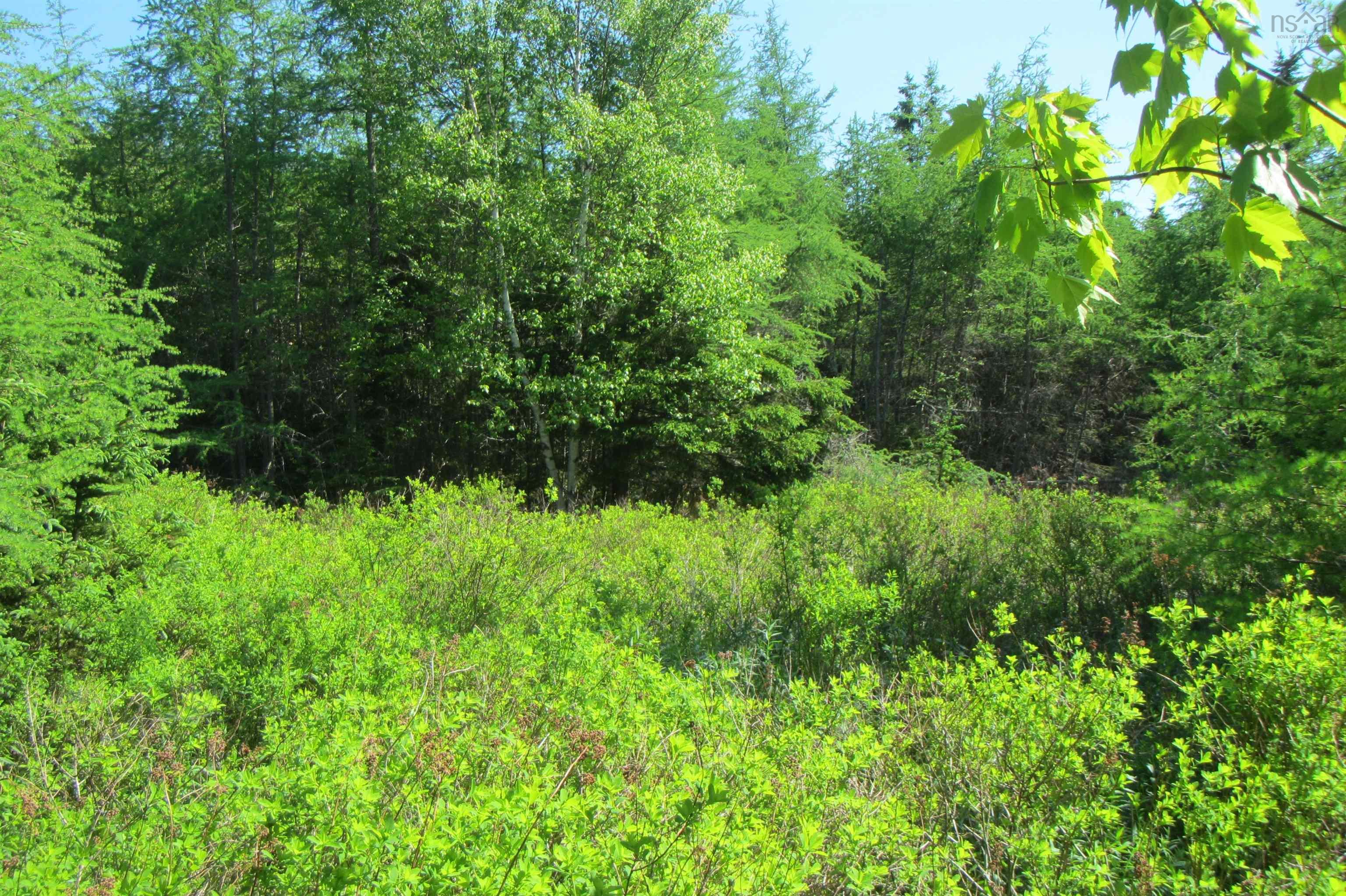 4-0 Canis Albus Lane, French Road NS B1K 2A1, ,Land,For Sale,Canis Albus,202218323