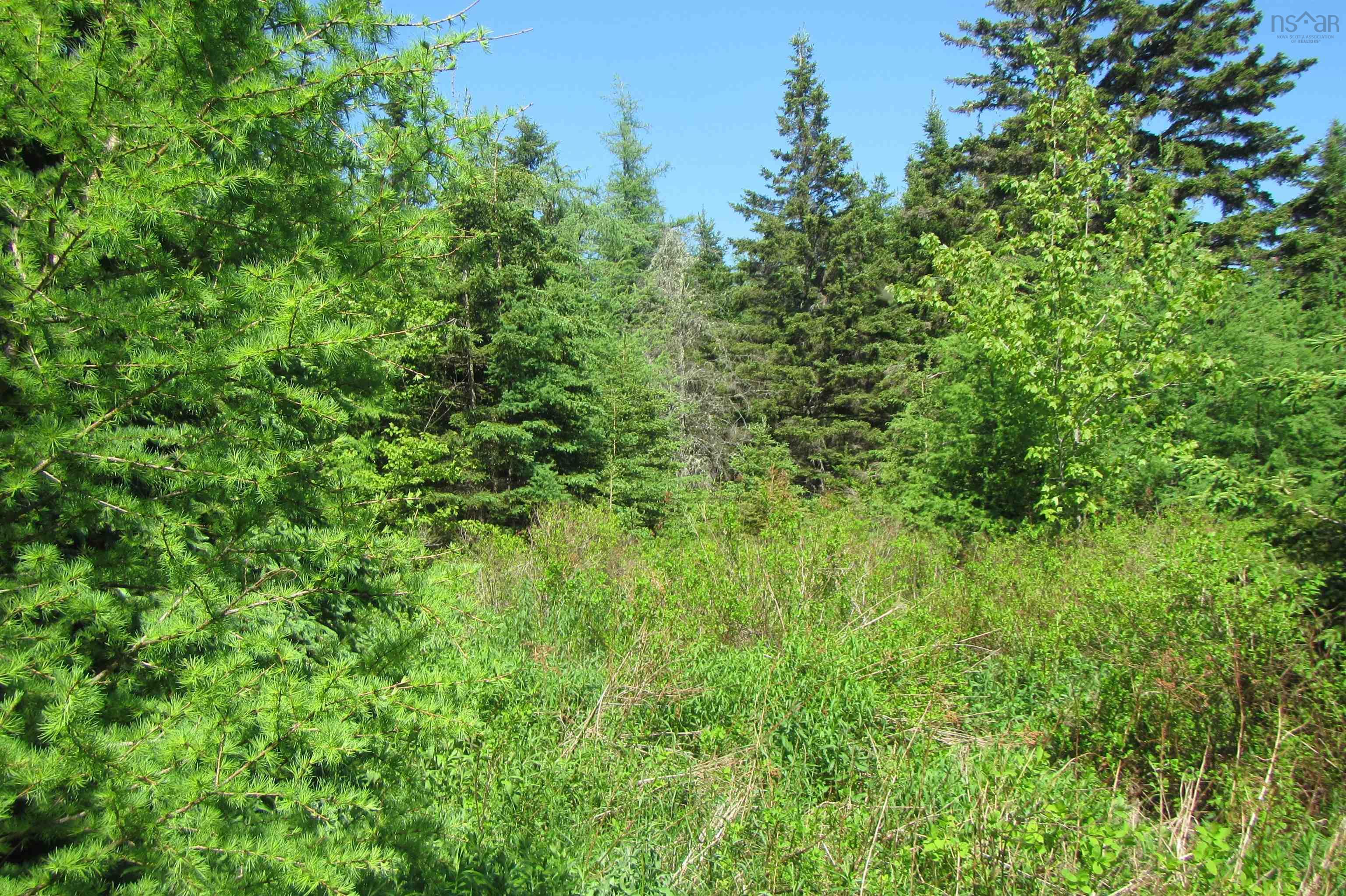 4-0 Canis Albus Lane, French Road NS B1K 2A1, ,Land,For Sale,Canis Albus,202218323