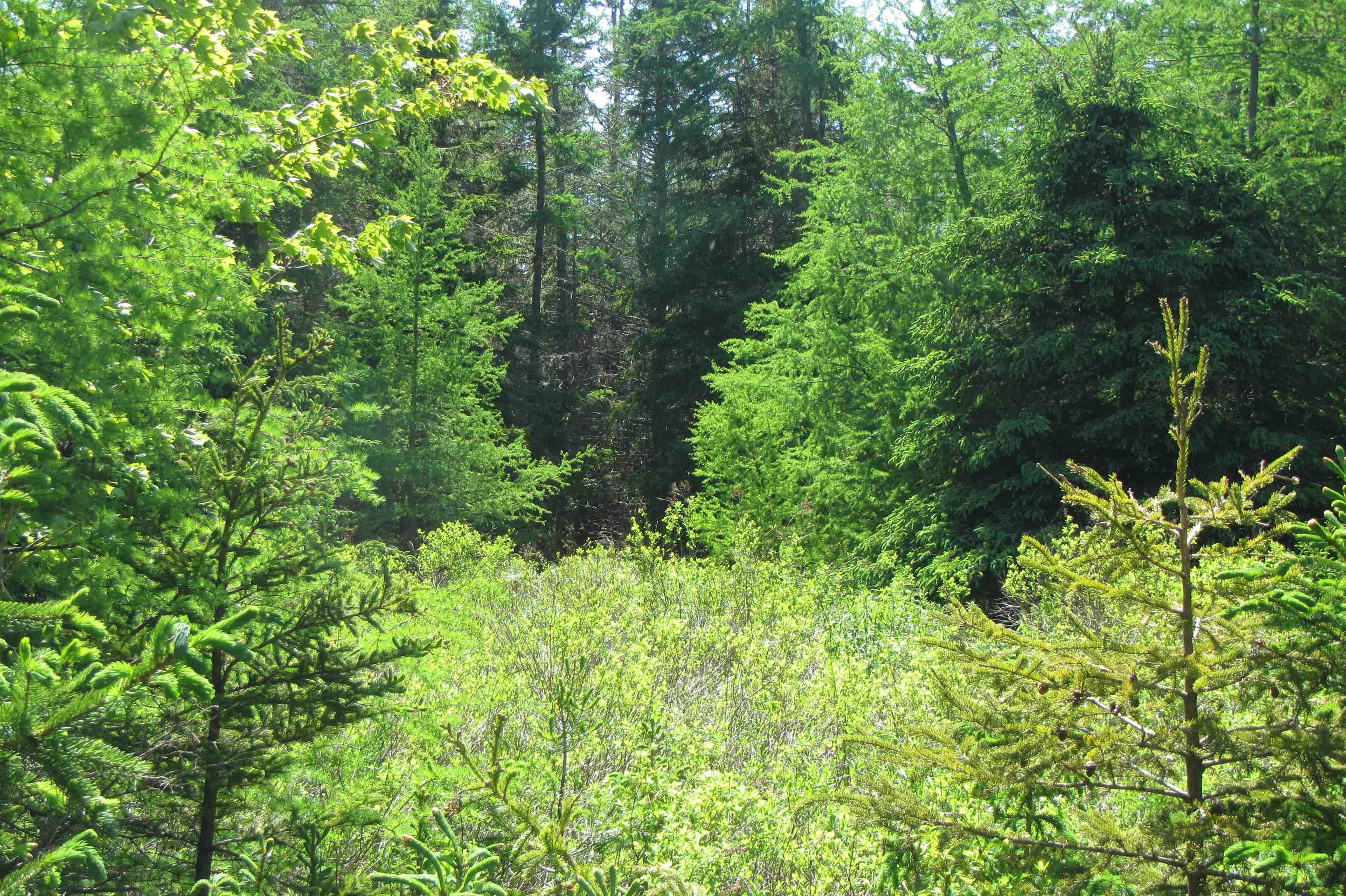 4-0 Canis Albus Lane, French Road NS B1K 2A1, ,Land,For Sale,Canis Albus,202218323