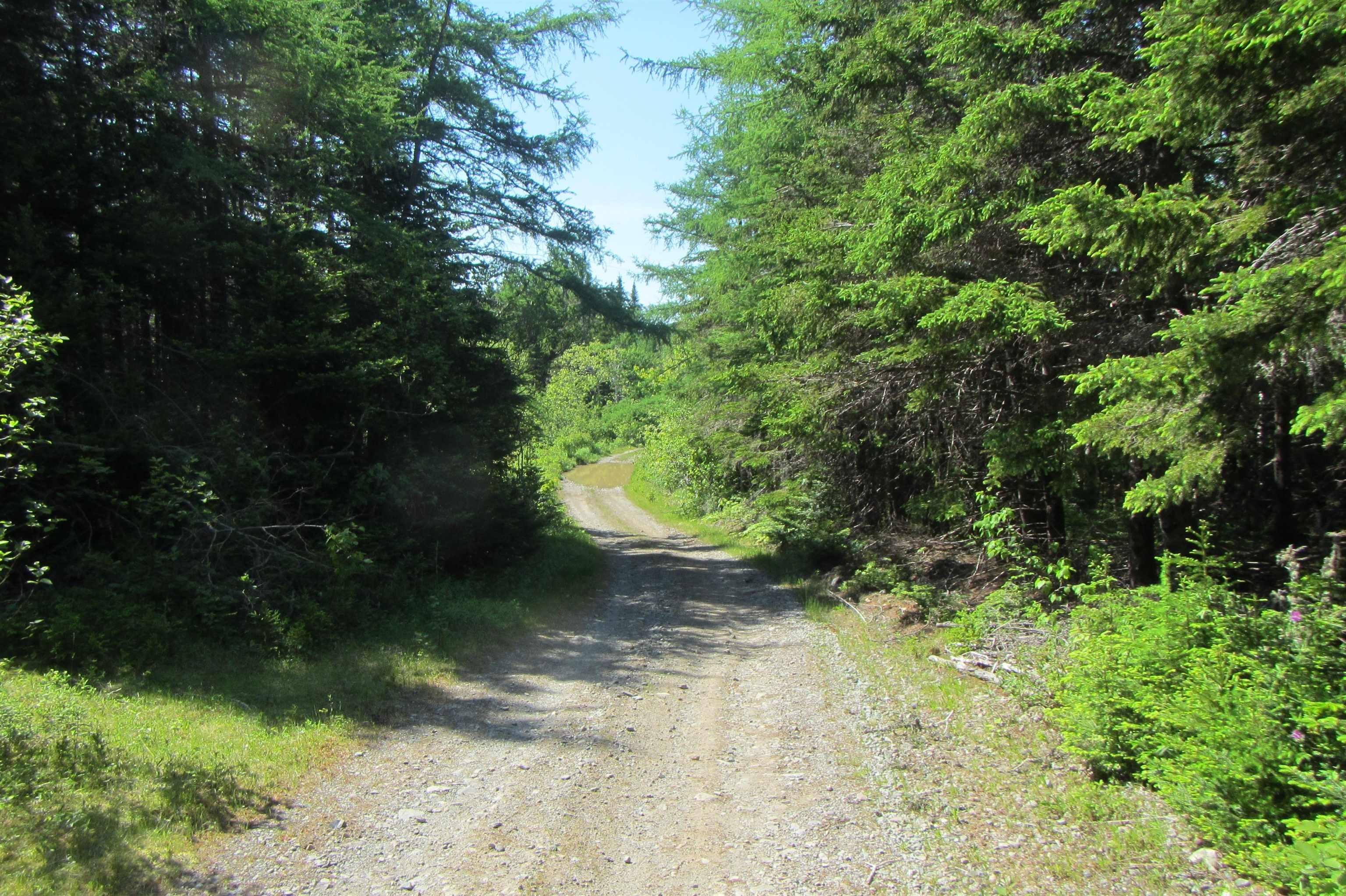 4-0 Canis Albus Lane, French Road NS B1K 2A1, ,Land,For Sale,Canis Albus,202218323