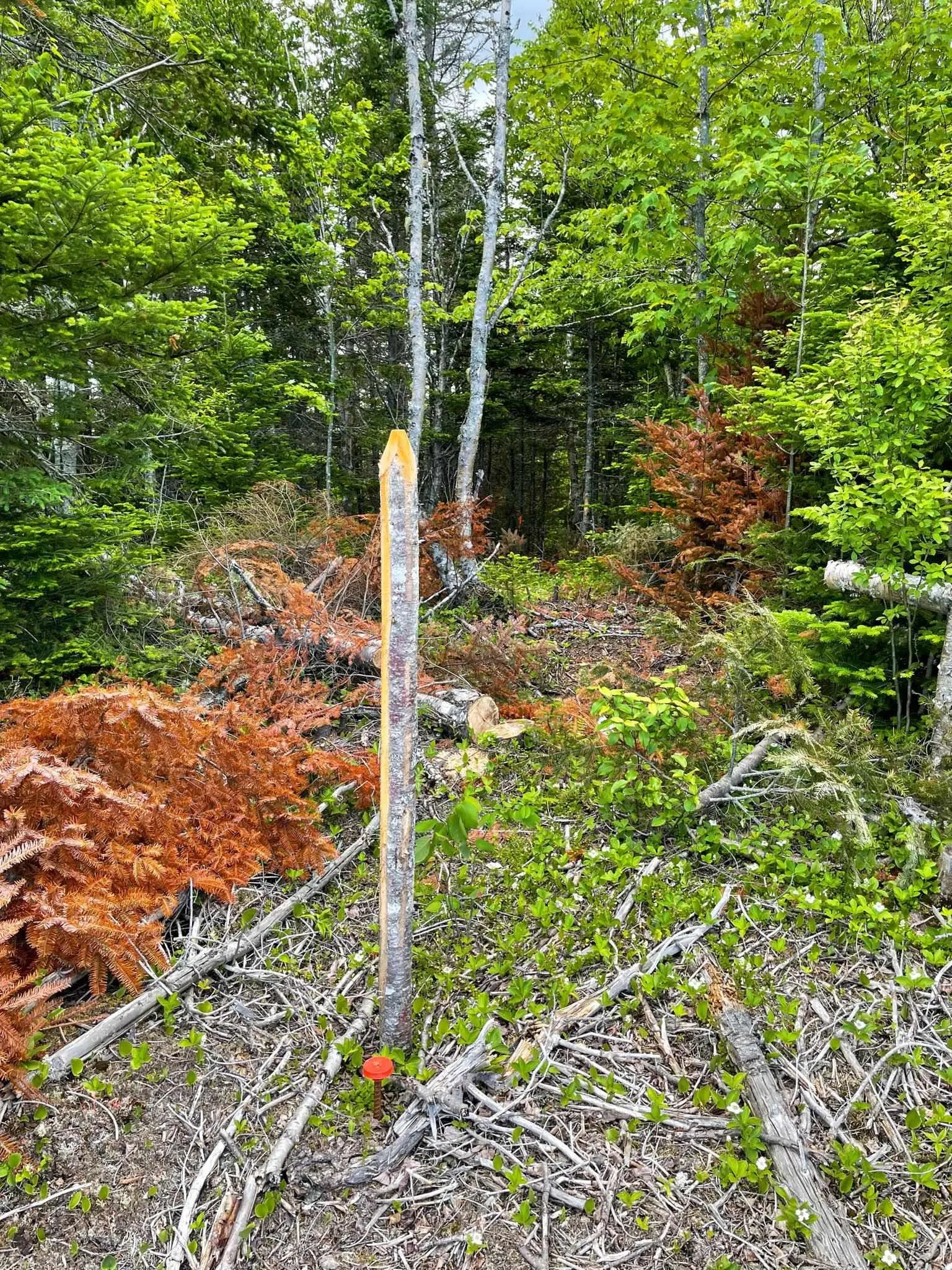 Shieling Drive, Marion Bridge Ns B1k 0b3, ,Land,For Sale,Shieling,202424576