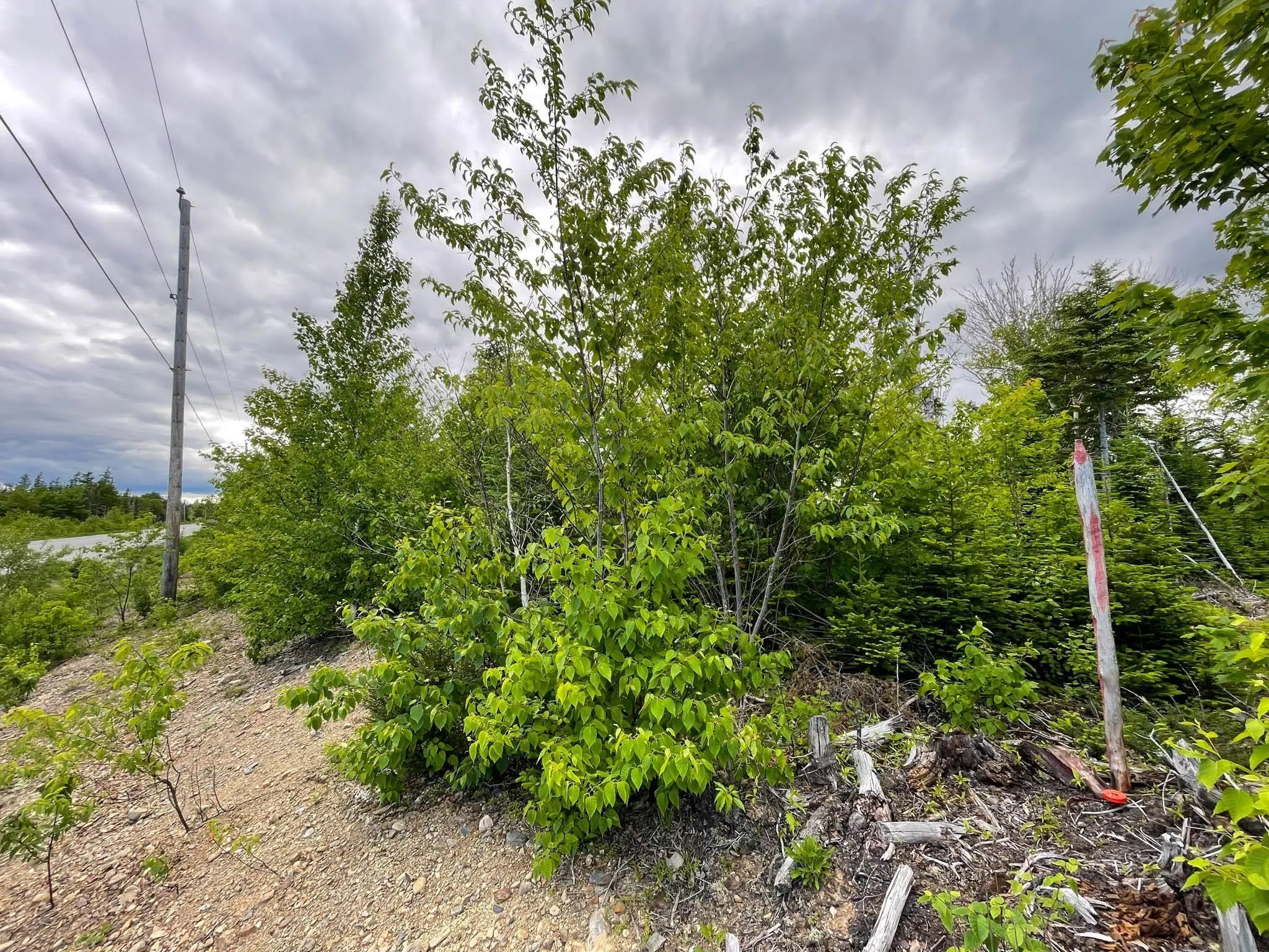 Shieling Drive, Marion Bridge Ns B1k 0b3, ,Land,For Sale,Shieling,202424576