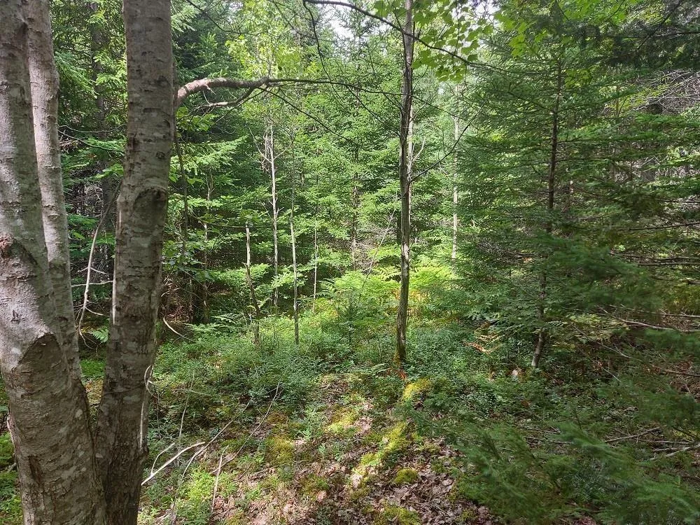 Wall Street, Cape George, NS B0E 3B0, ,Land,For Sale,Wall,202521129