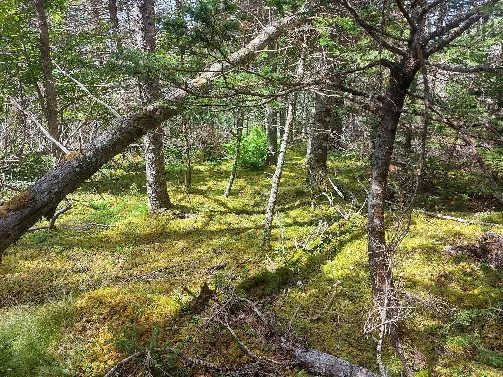Wall Street, Cape George, NS B0E 3B0, ,Land,For Sale,Wall,202521129