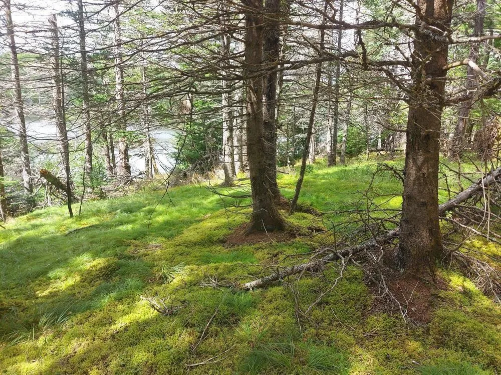 Wall Street, Cape George, NS B0E 3B0, ,Land,For Sale,Wall,202521129