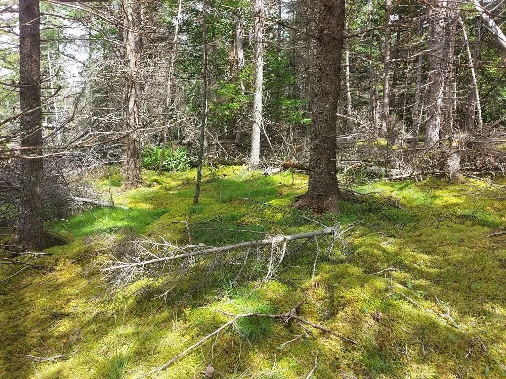 Wall Street, Cape George, NS B0E 3B0, ,Land,For Sale,Wall,202521129
