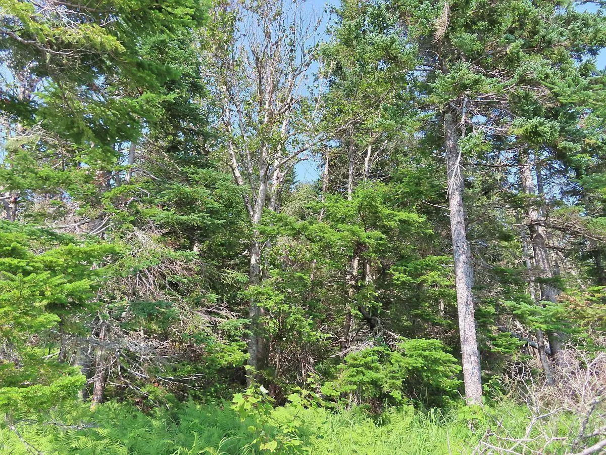 83.9 Acres Grand Mira South Road, Grand Mira South Ns B1k 1h2, ,Land,For Sale,Grand Mira South,202420417
