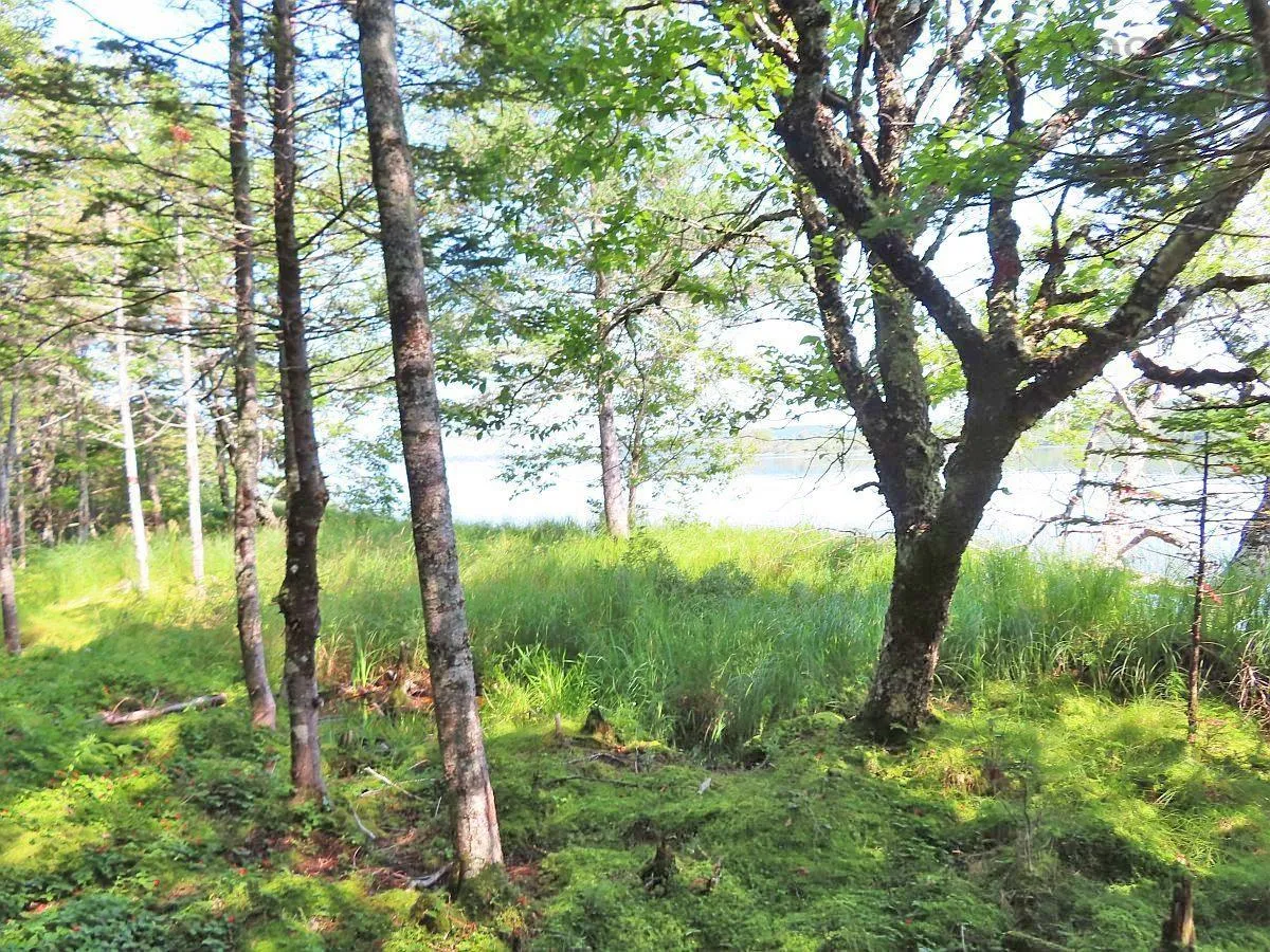 83.9 Acres Grand Mira South Road, Grand Mira South Ns B1k 1h2, ,Land,For Sale,Grand Mira South,202420417