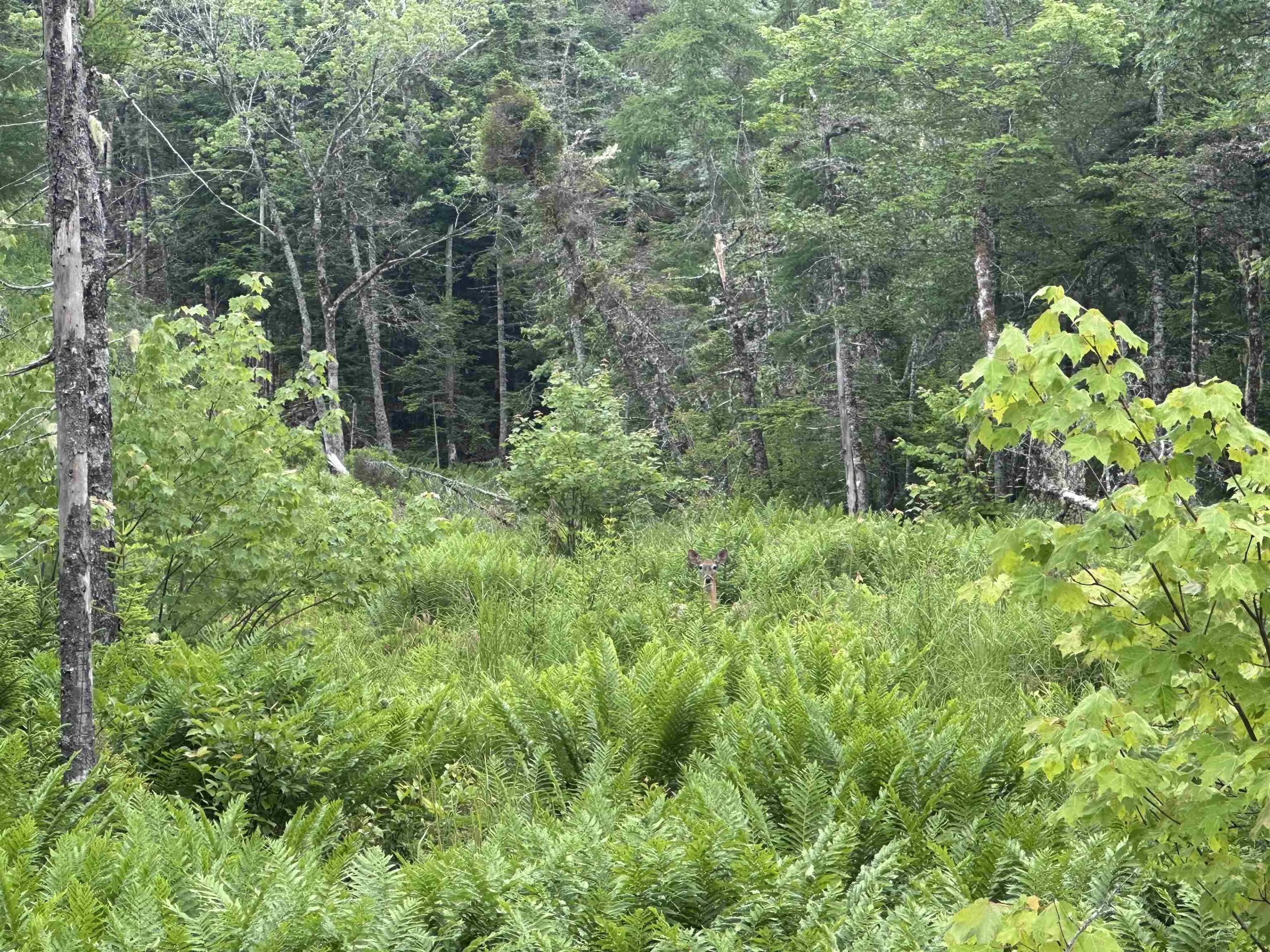 9660 Highway 7, Head Of Jeddore, NS B0J 1P0, ,Land,For Sale,Highway 7,202517701