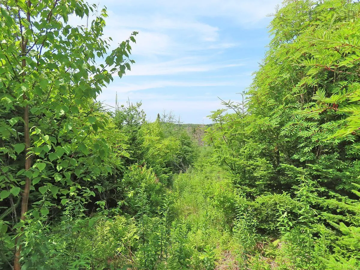 Lot 3 Rear Big Cove Road, Soldiers Cove, NS B0E 3B0, ,Land,For Sale,Rear Big Cove,202517506