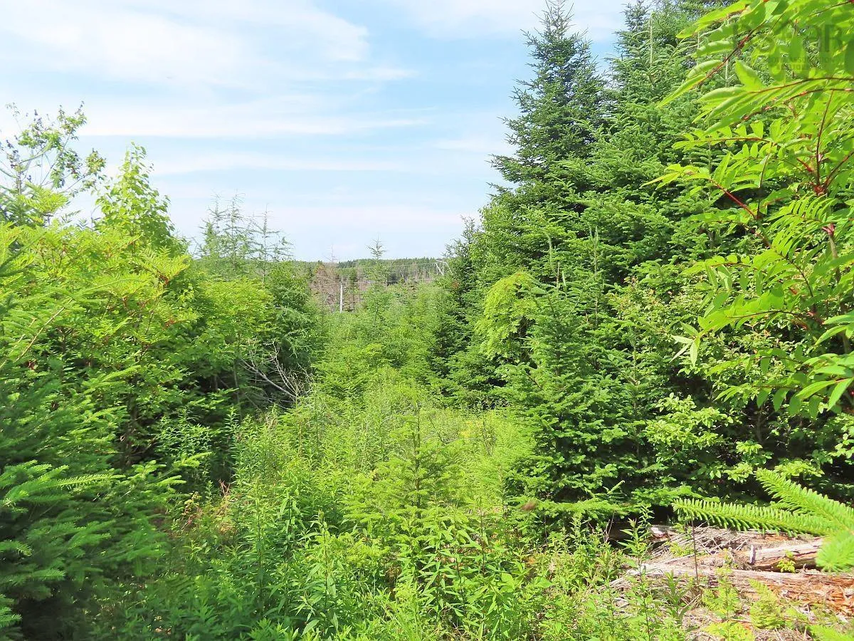 Lot 3 Rear Big Cove Road, Soldiers Cove, NS B0E 3B0, ,Land,For Sale,Rear Big Cove,202517506