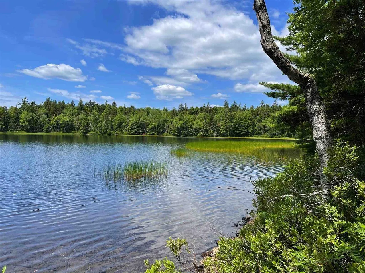 Brookvale Road, Higginsville, NS B0N 1X0, ,Land,For Sale,Brookvale,202522849