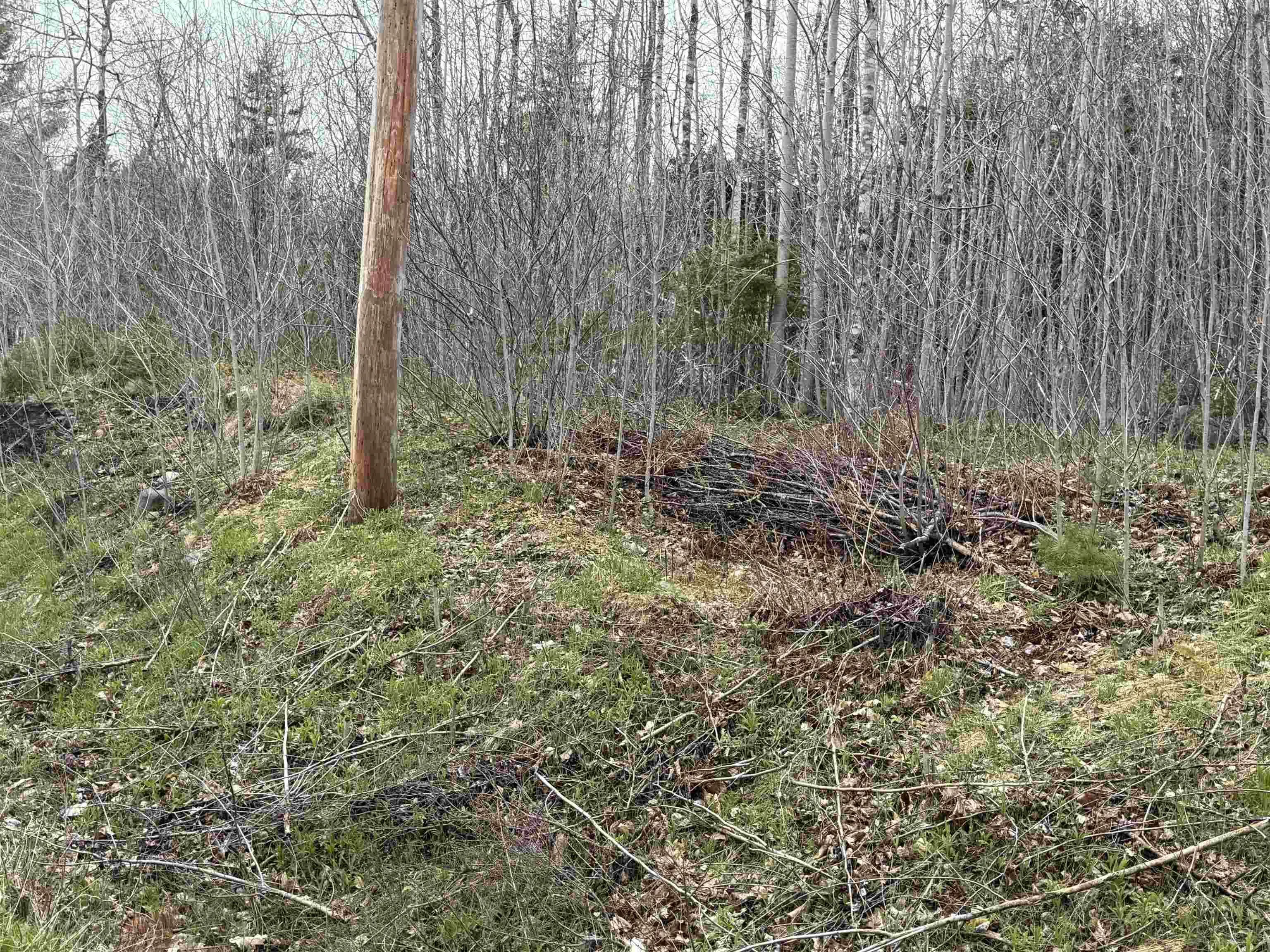 Highway 10 Lot 5, New Germany, NS B0R 1E0, ,Land,For Sale,Highway 10,202410051