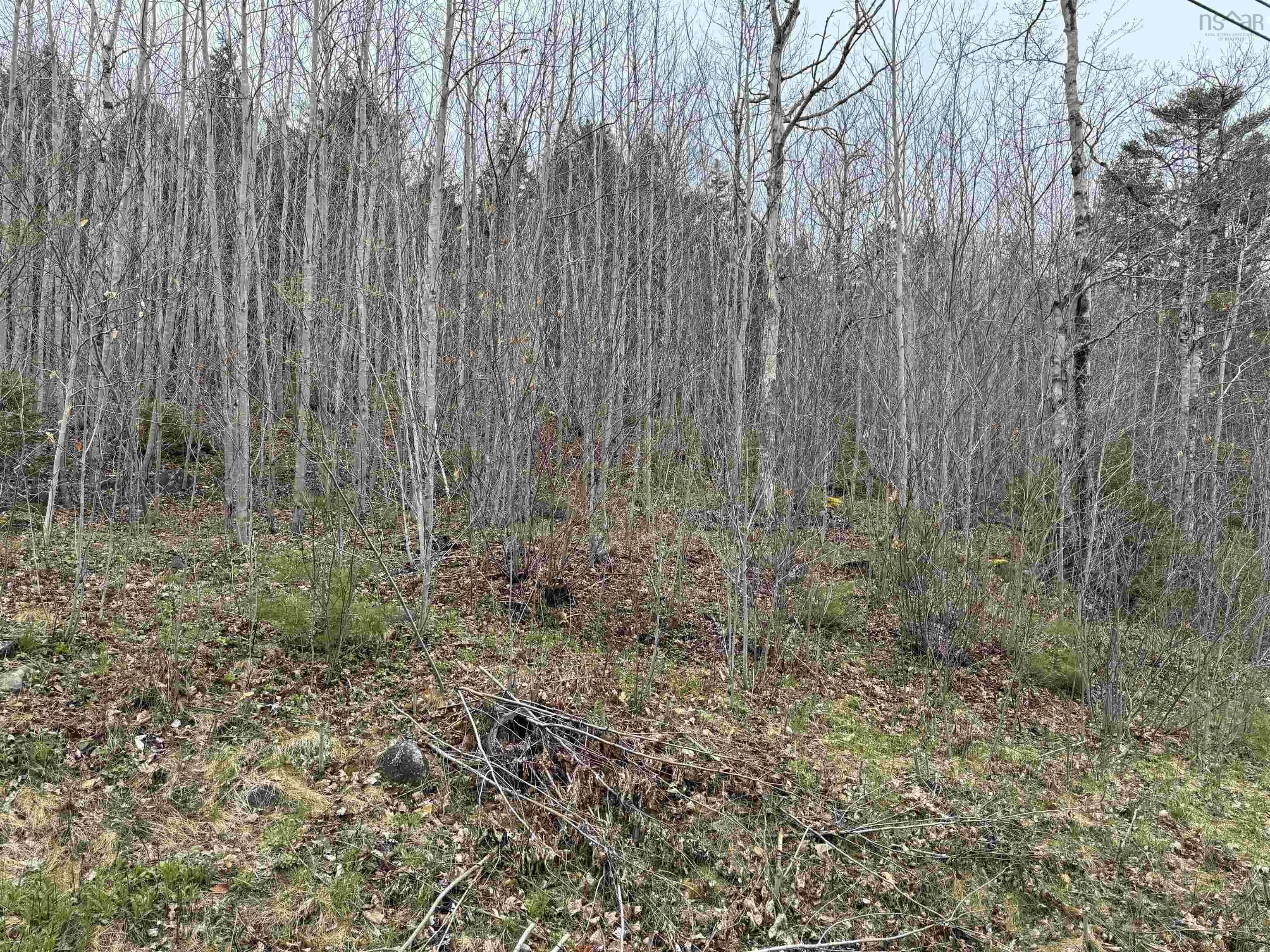Highway 10 Lot 5, New Germany, NS B0R 1E0, ,Land,For Sale,Highway 10,202410051