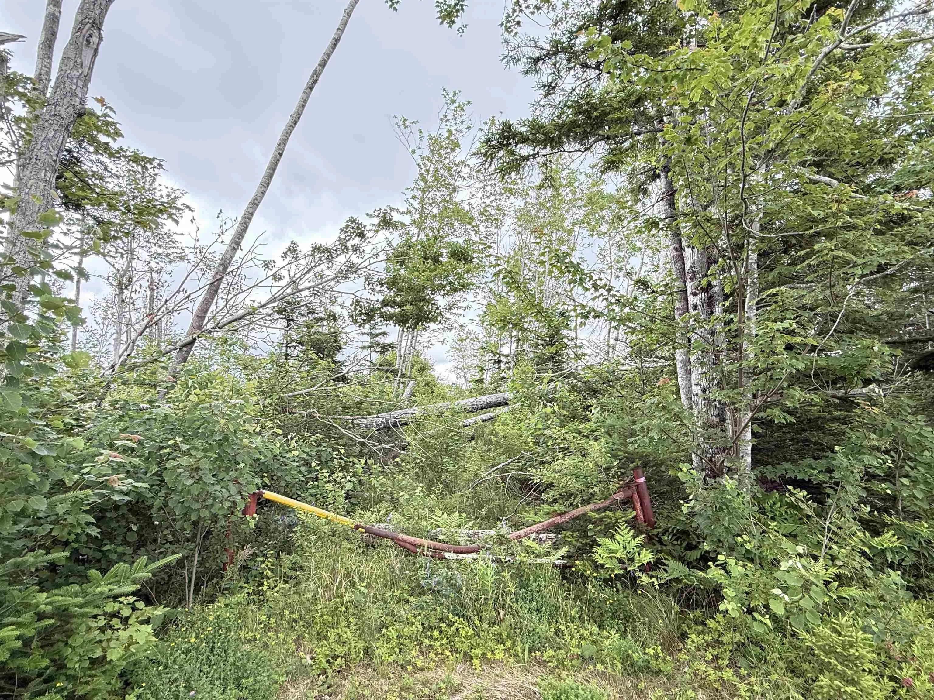 50acres Highway 326, Denmark, NS B0K 1V0, ,Land,For Sale,Highway 326,202518007