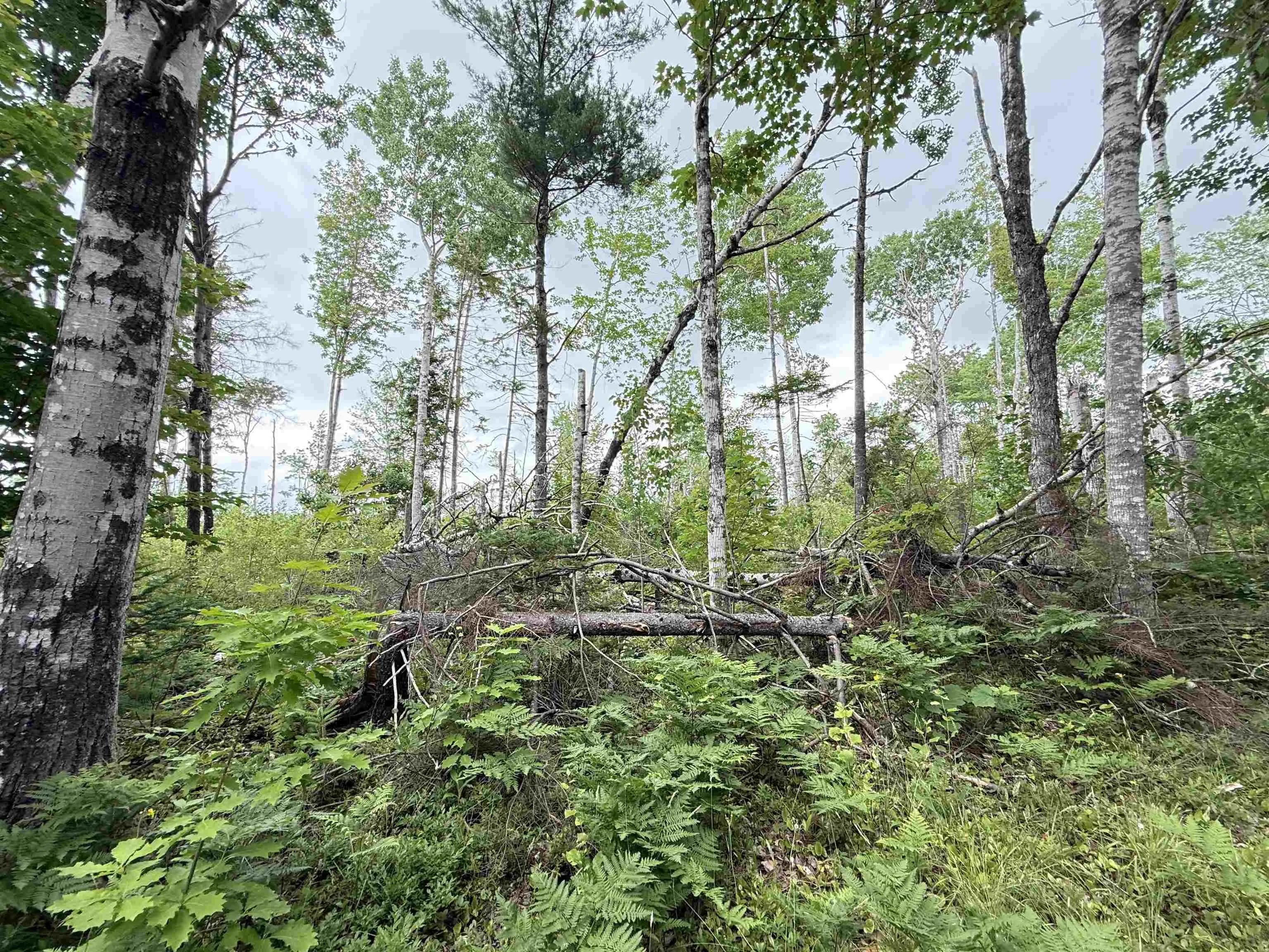 50acres Highway 326, Denmark, NS B0K 1V0, ,Land,For Sale,Highway 326,202518007