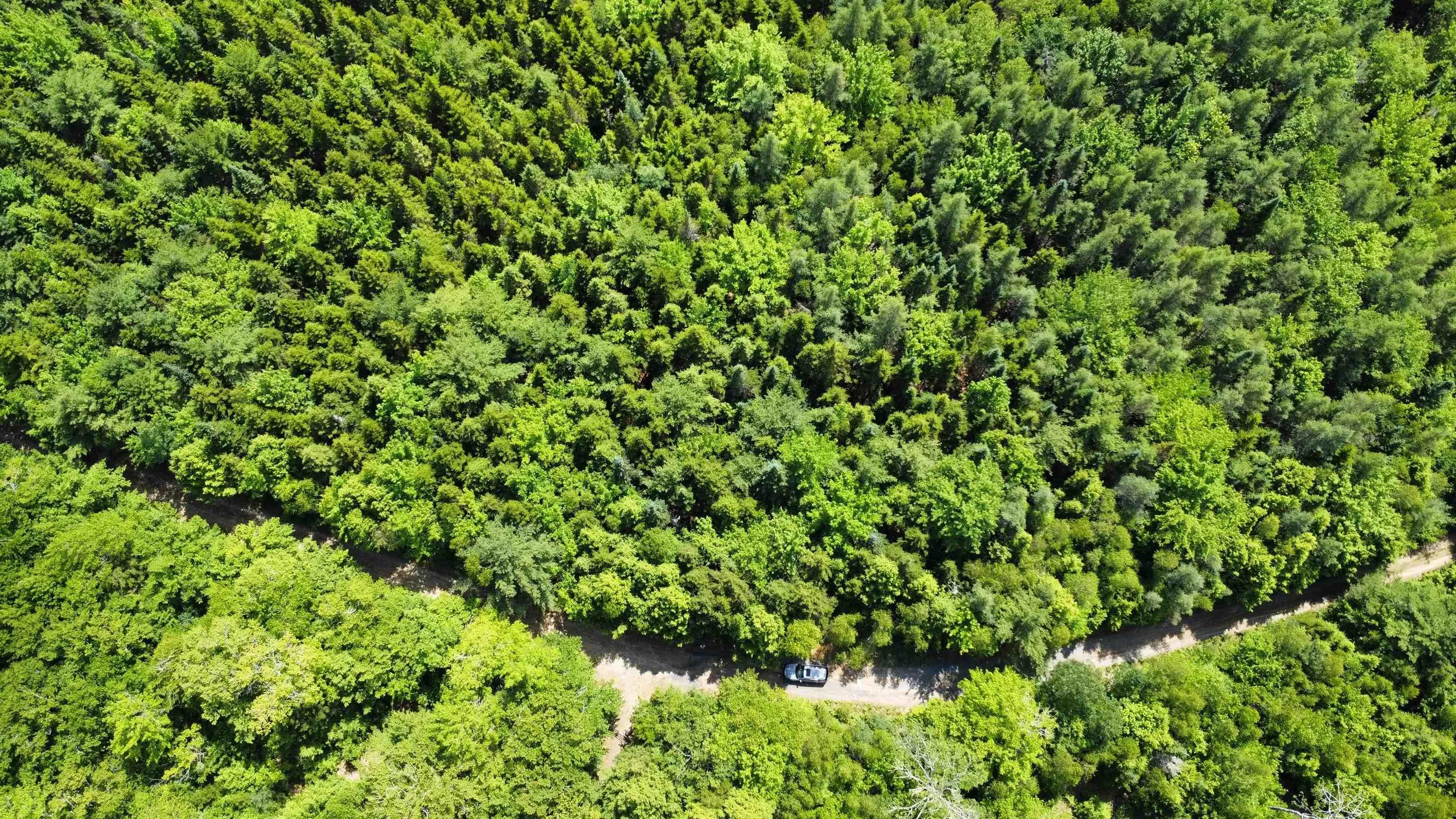 Lot 104 Arenburg Road, Buckfield, NS B4V 8M5, ,Land,For Sale,Arenburg,202516418