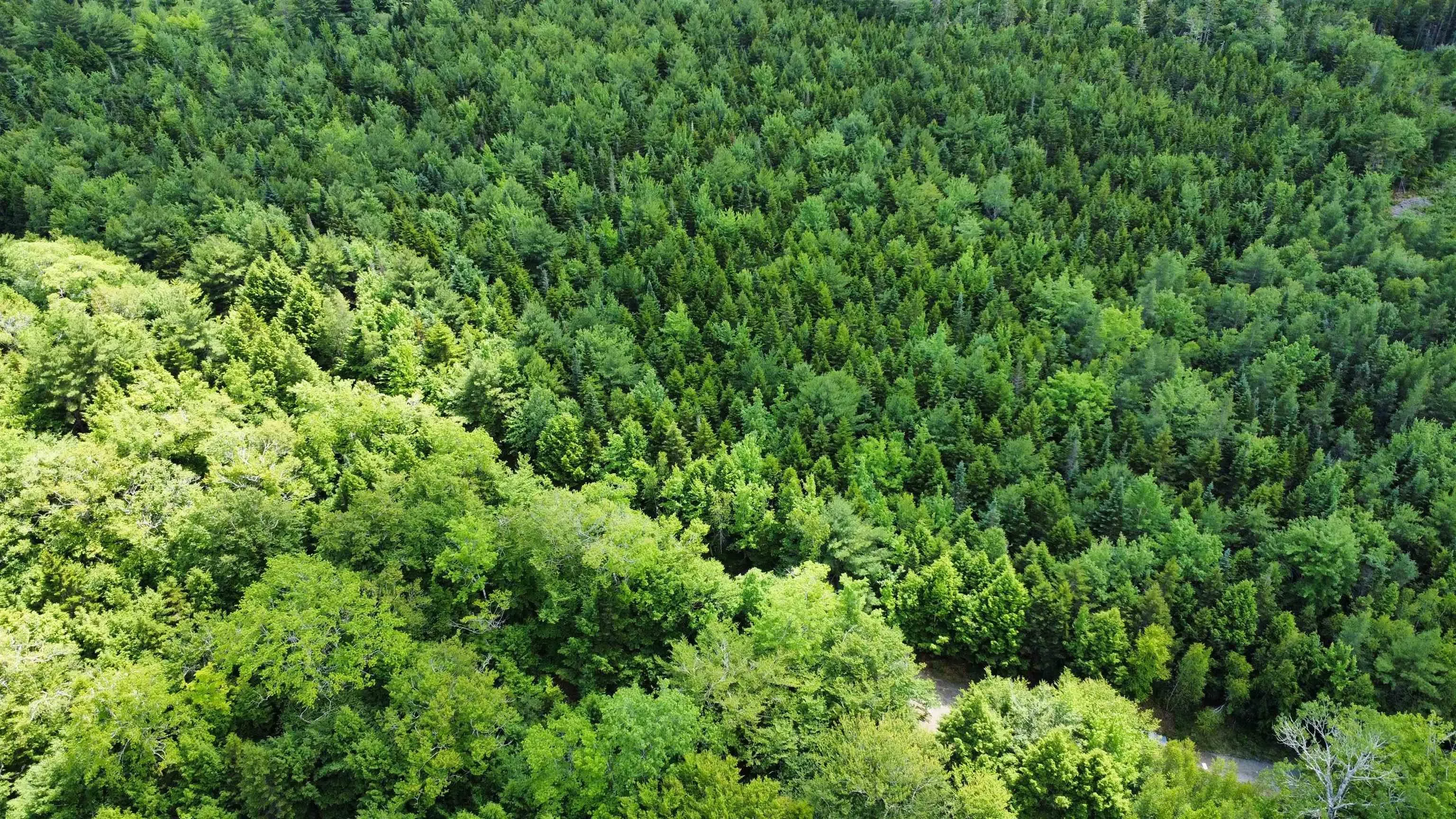 Lot 104 Arenburg Road, Buckfield, NS B4V 8M5, ,Land,For Sale,Arenburg,202516418