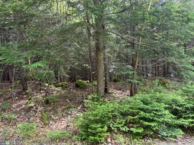 Lot 104 Arenburg Road, Buckfield, NS B4V 8M5, ,Land,For Sale,Arenburg,202516418
